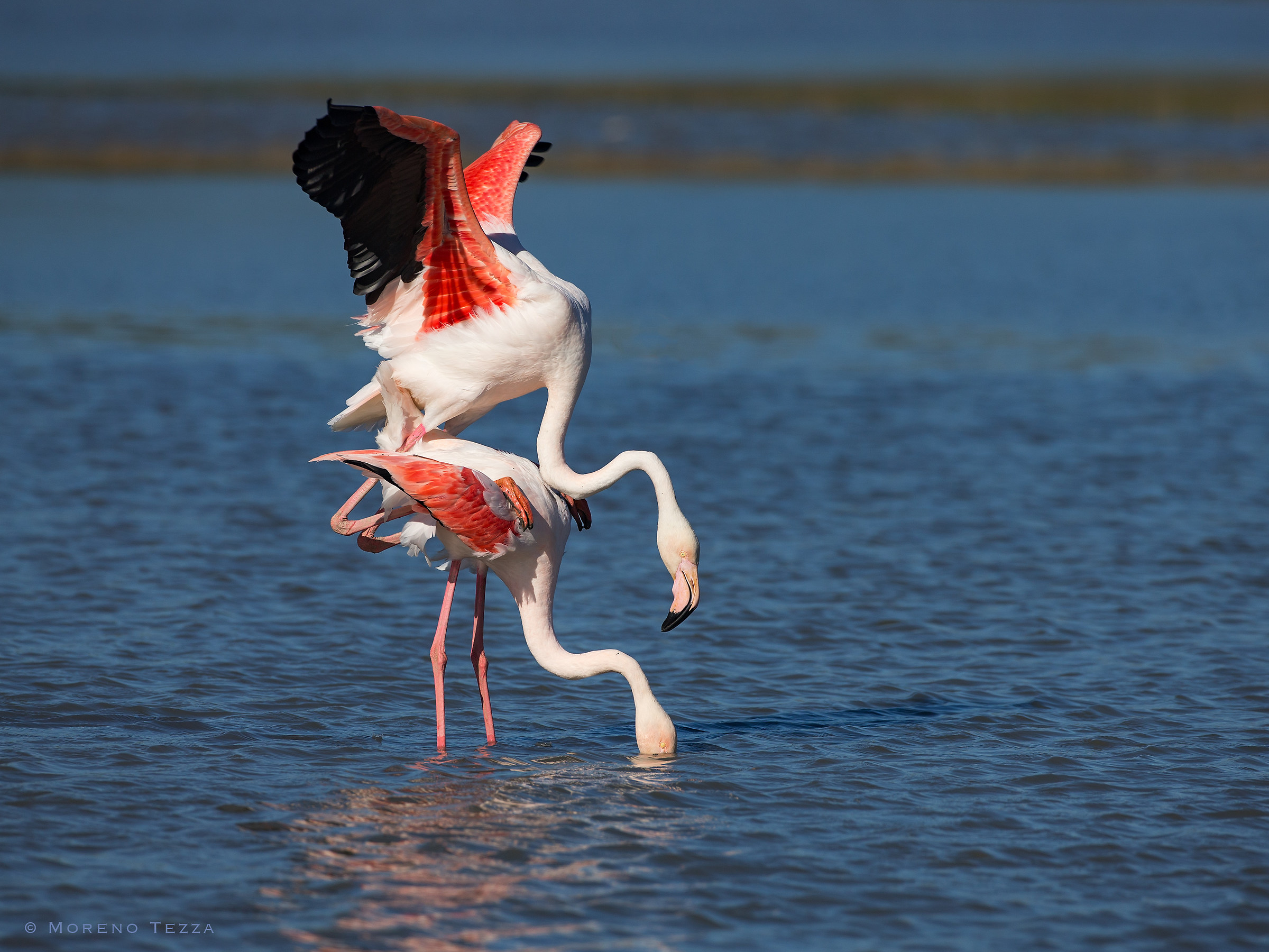 Flamingos - Coupling