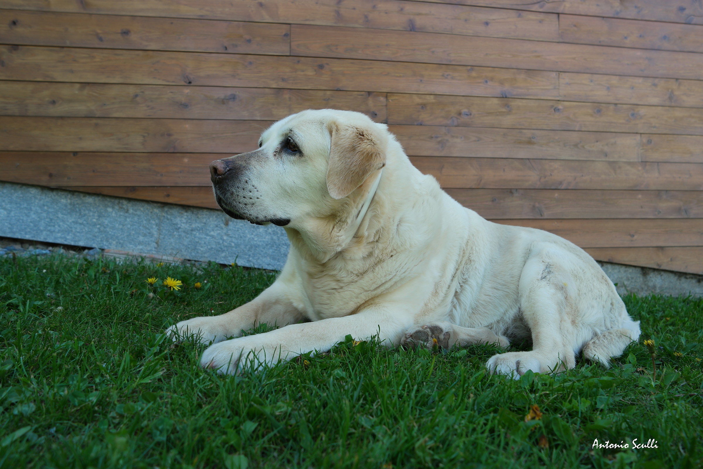 L'amico dell'uomo ............