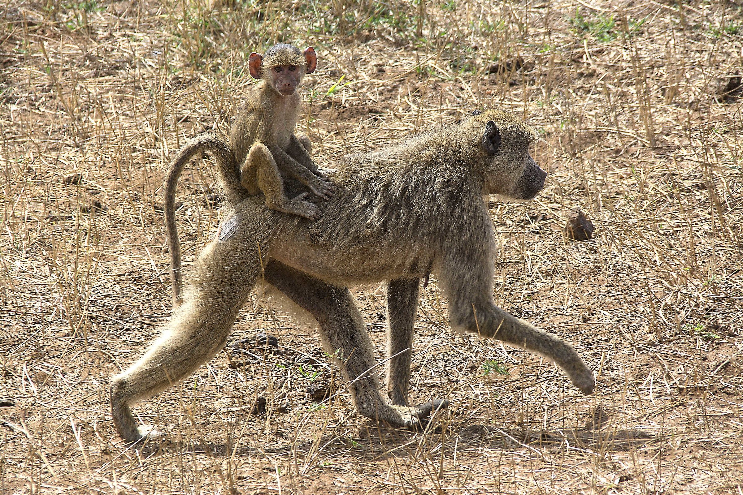 Grazie per il passaggio