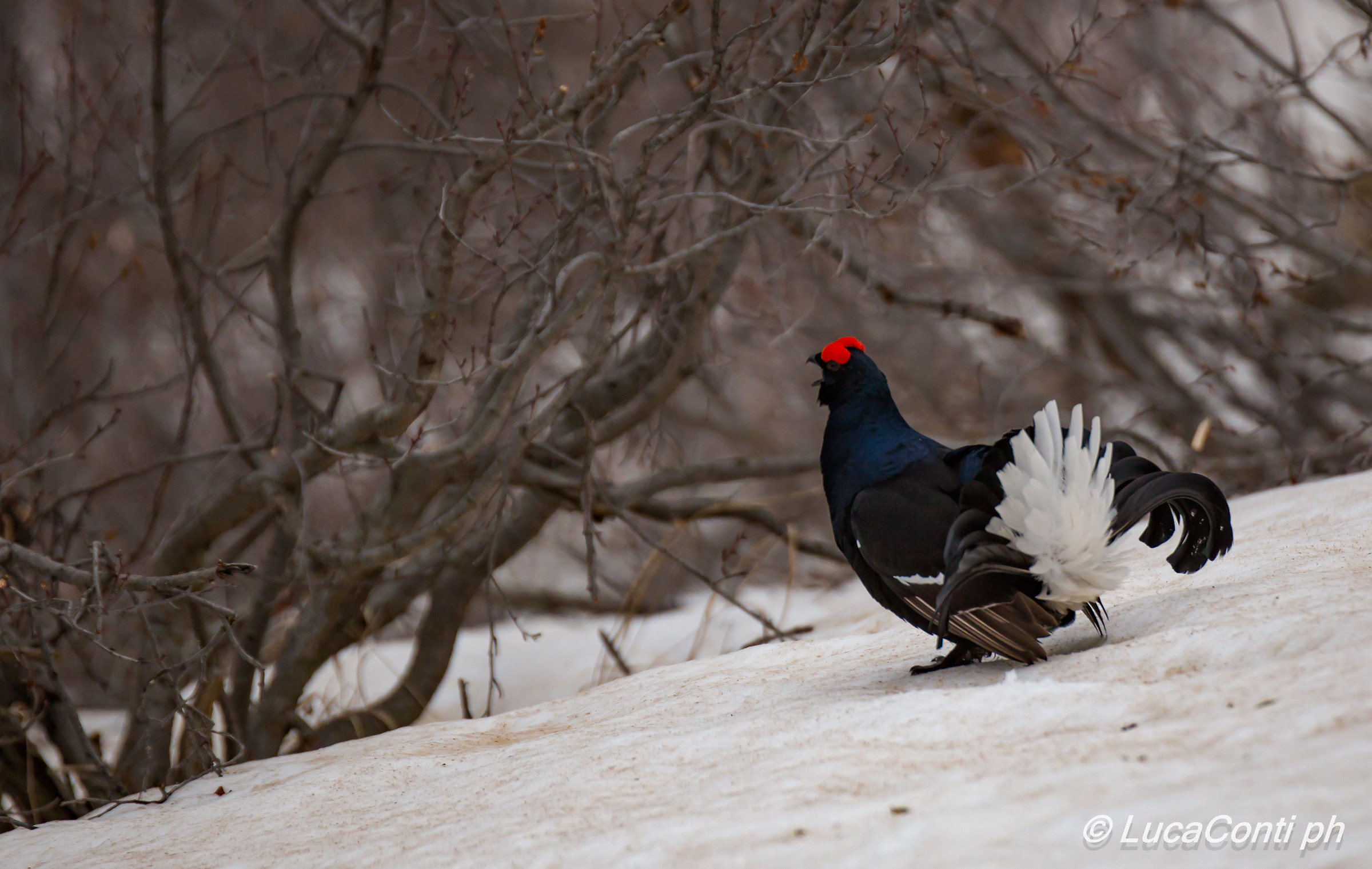 Galli Forcelli arena (Valsassina)