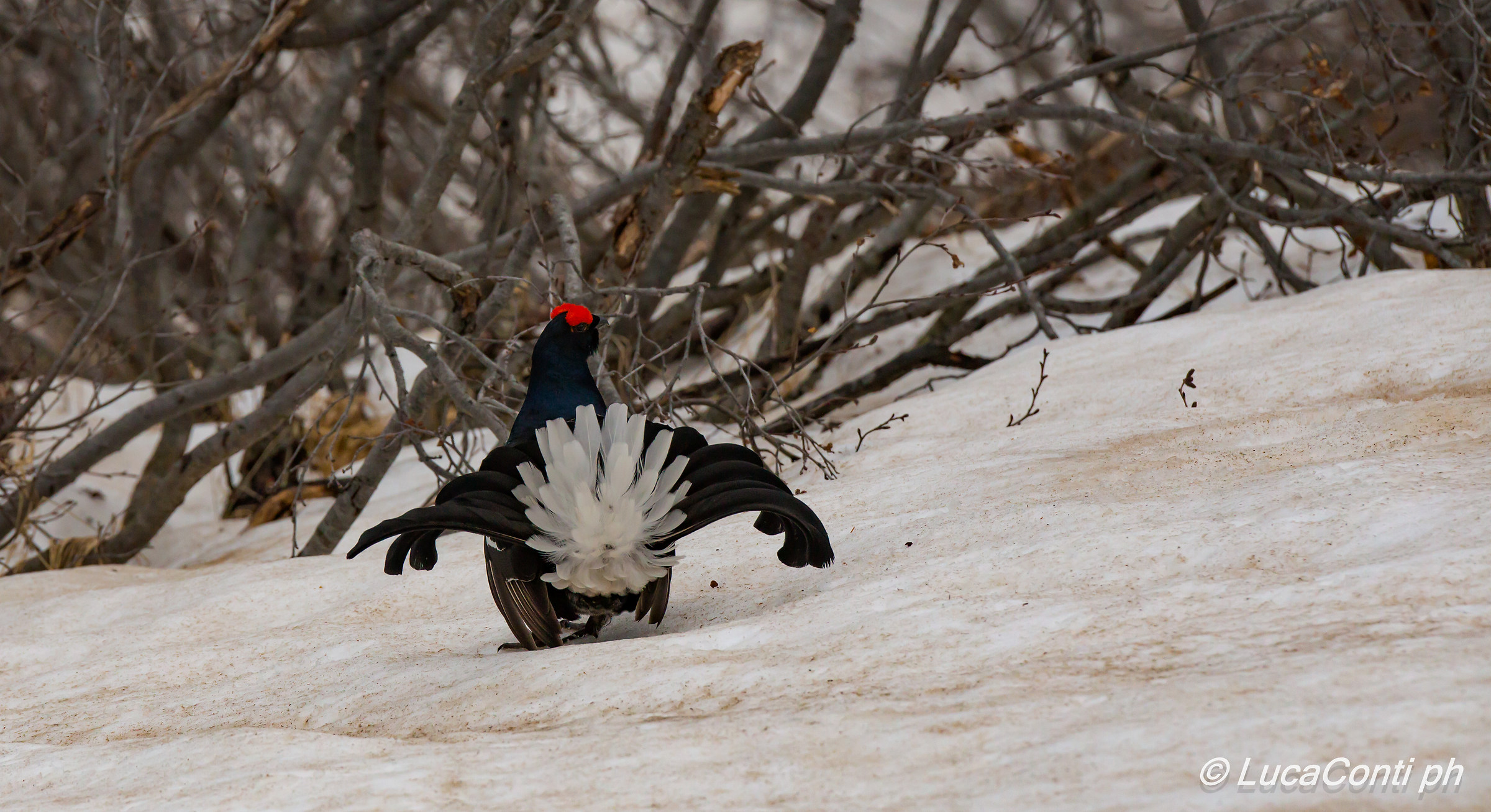 Galli Forcelli arena (Valsassina)