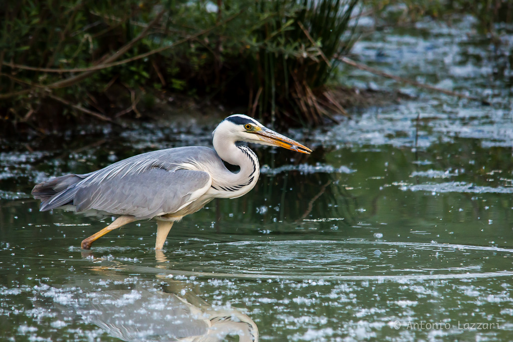 Grey Heron