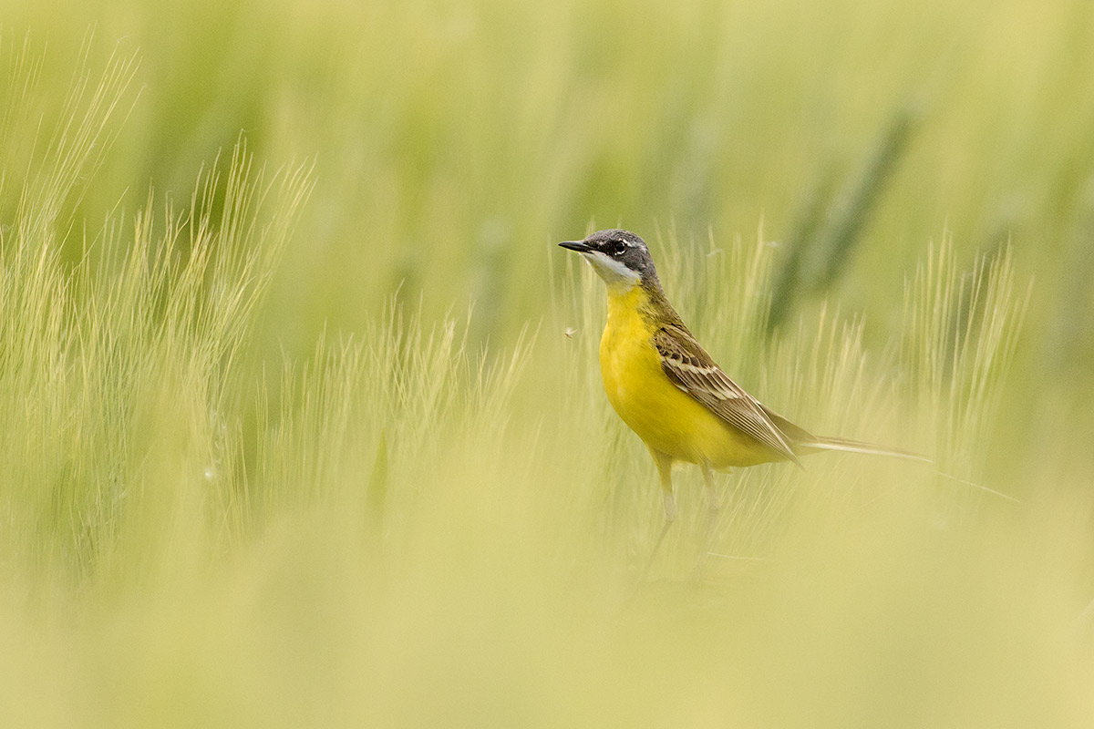 wagtail