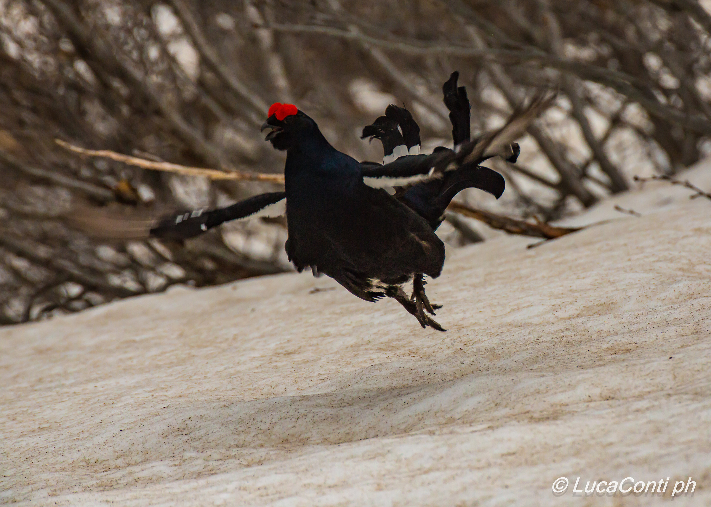 Galli Forcelli in Arena (Valsassina)
