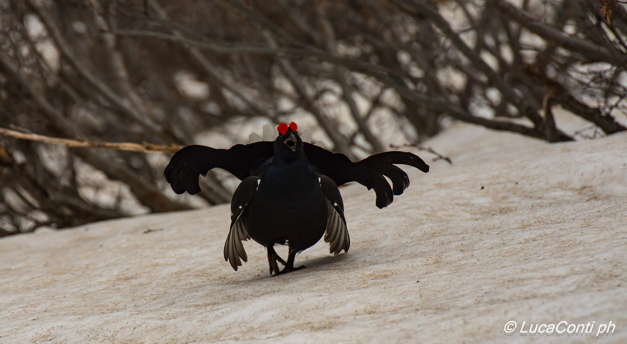 Galli Forcelli arena (Valsassina)