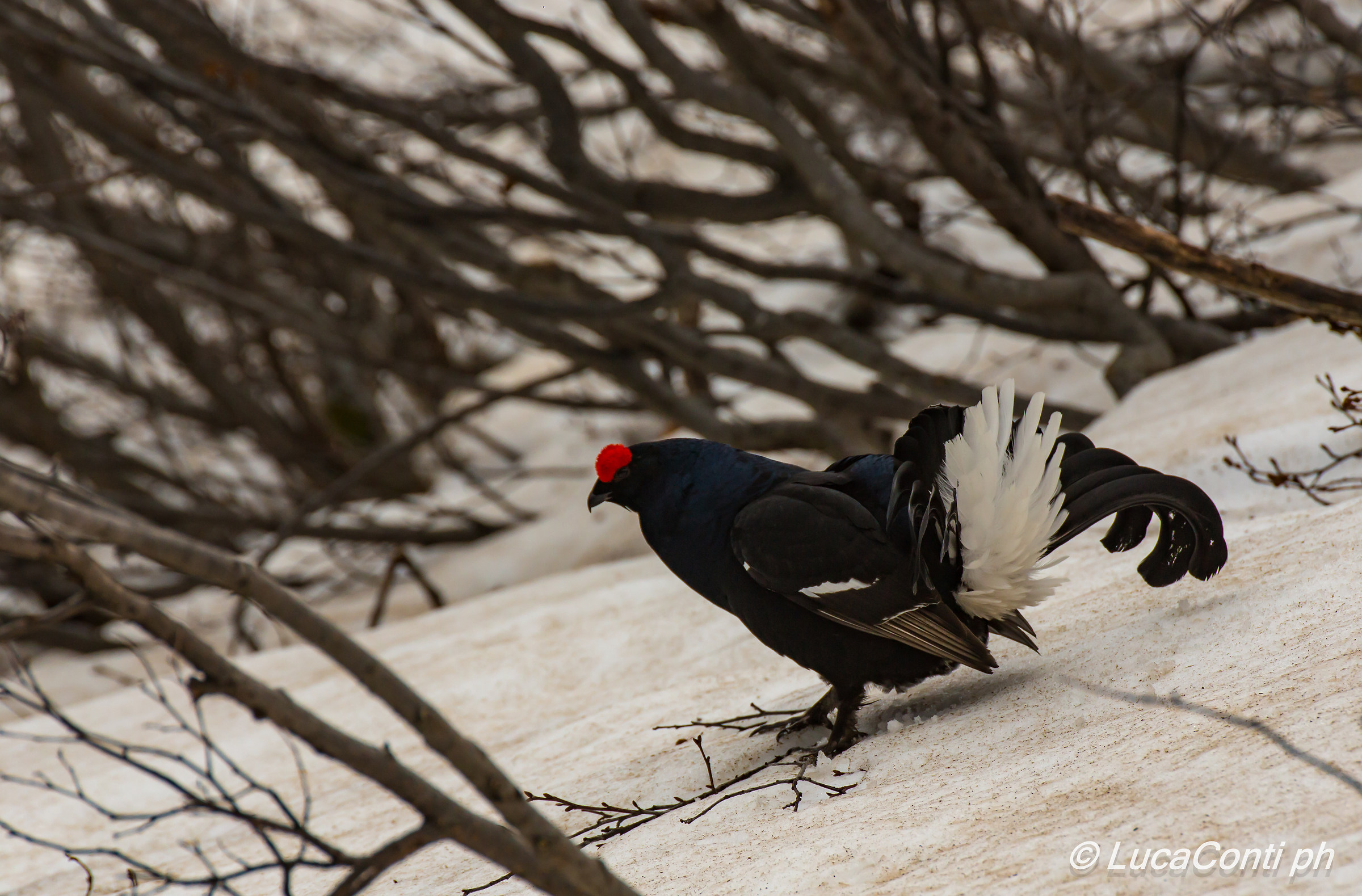 Galli Forcelli arena (Valsassina)