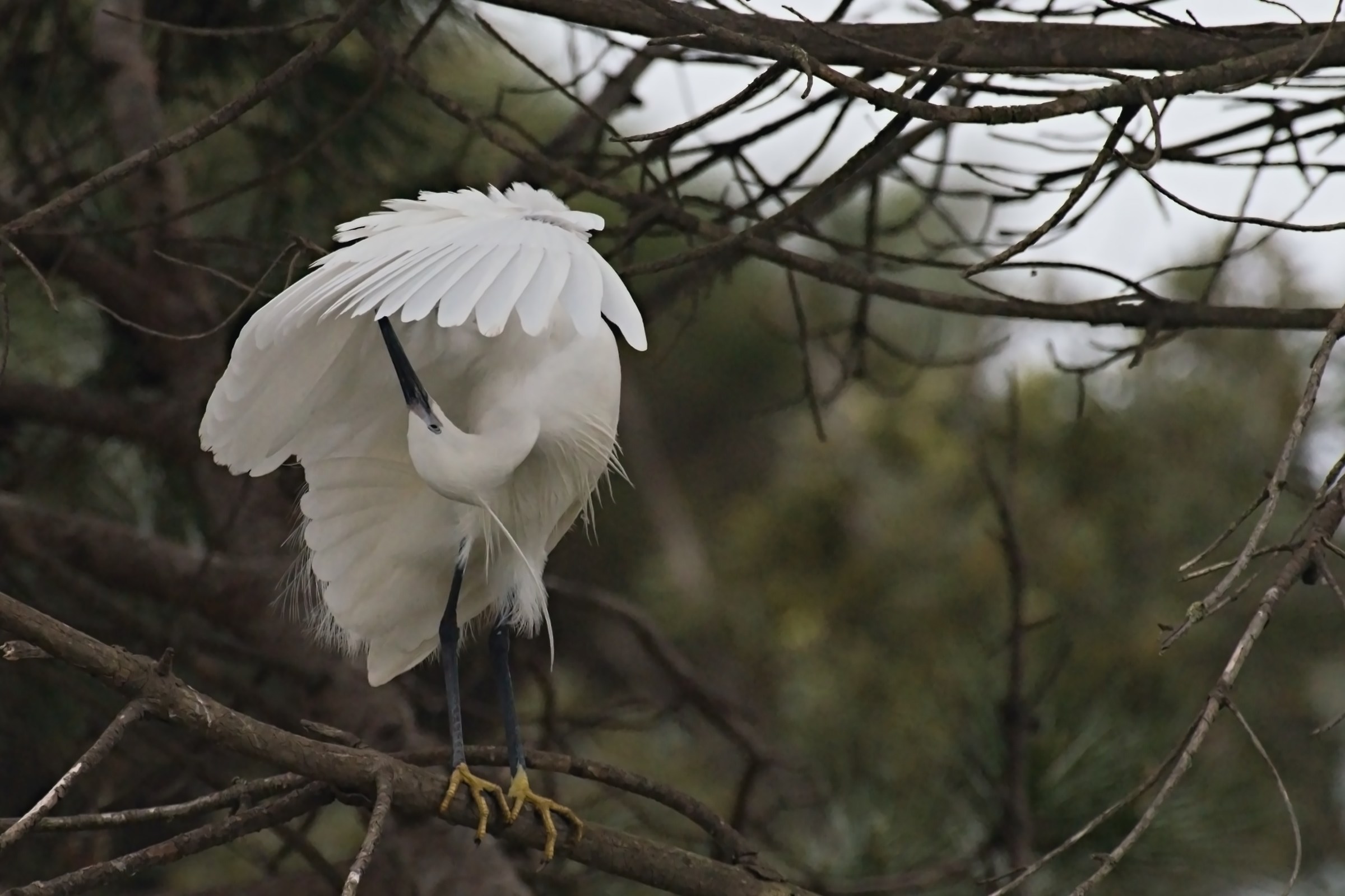 egret