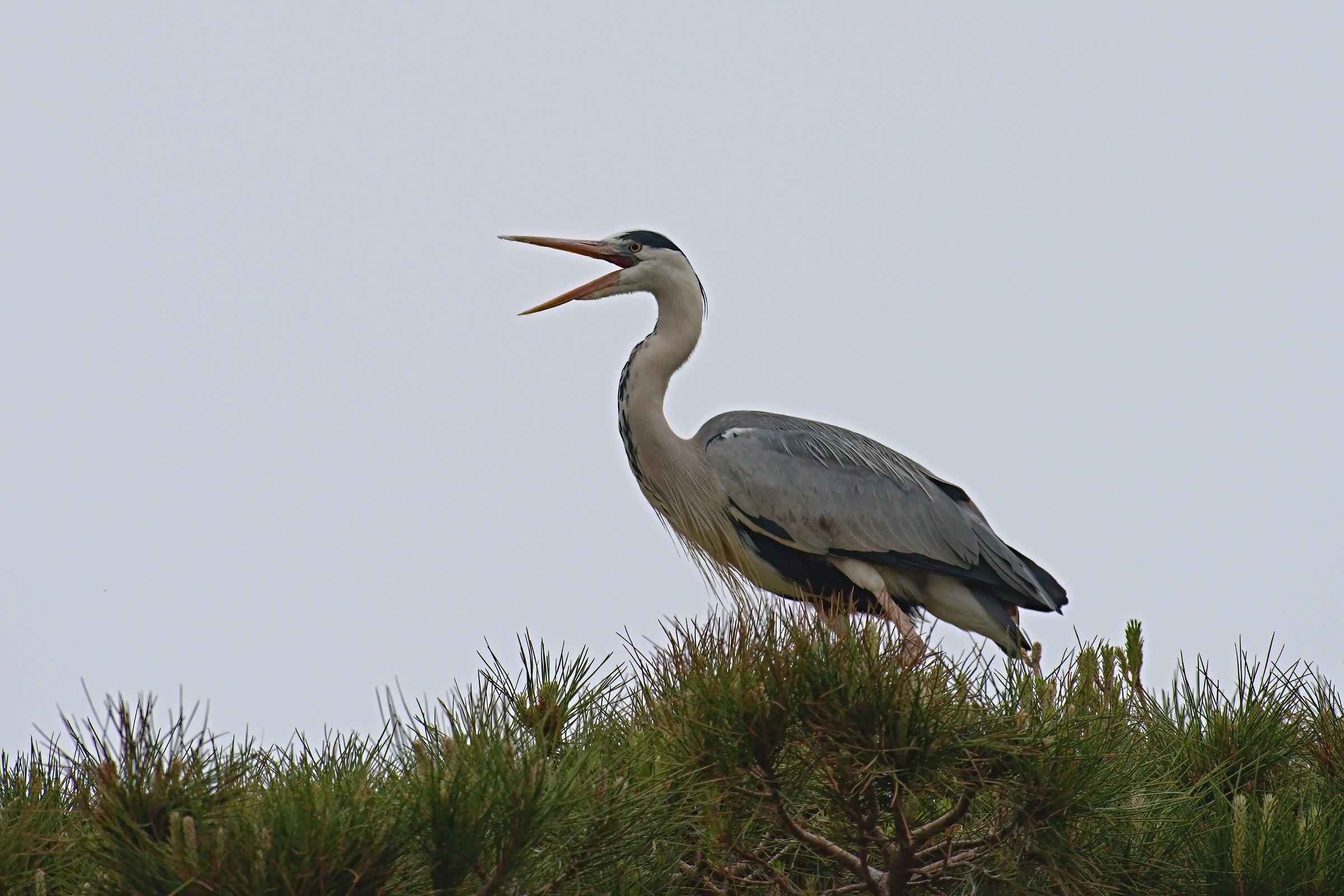 The wrath of the Heron