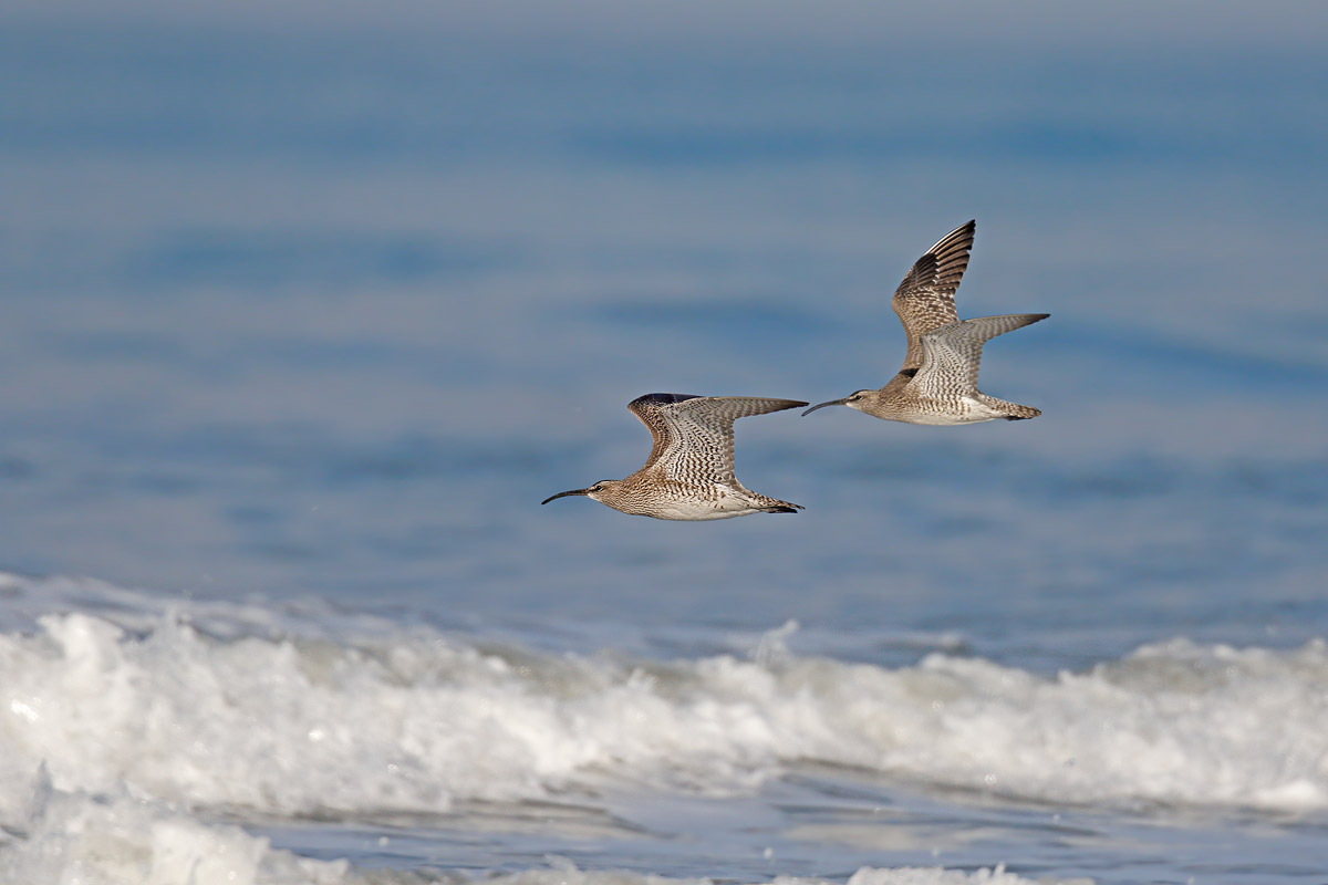 Whimbrel