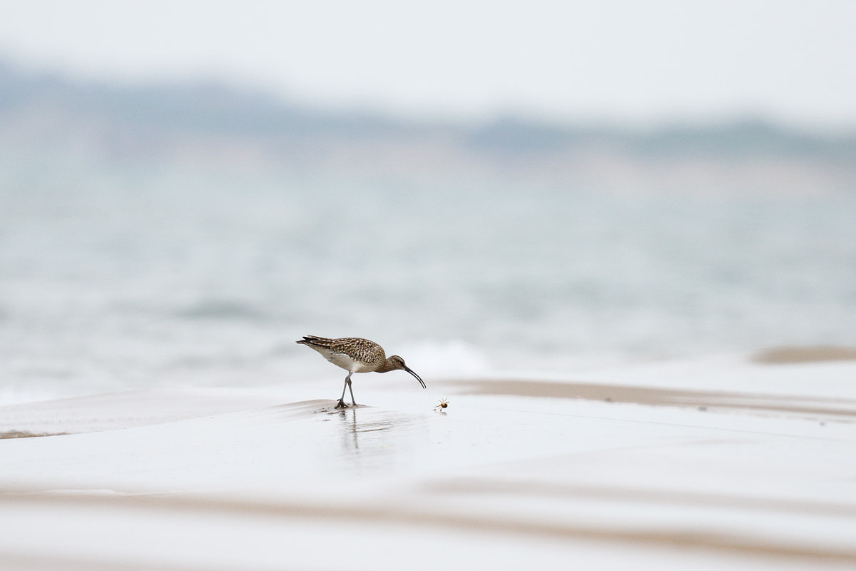 Whimbrel
