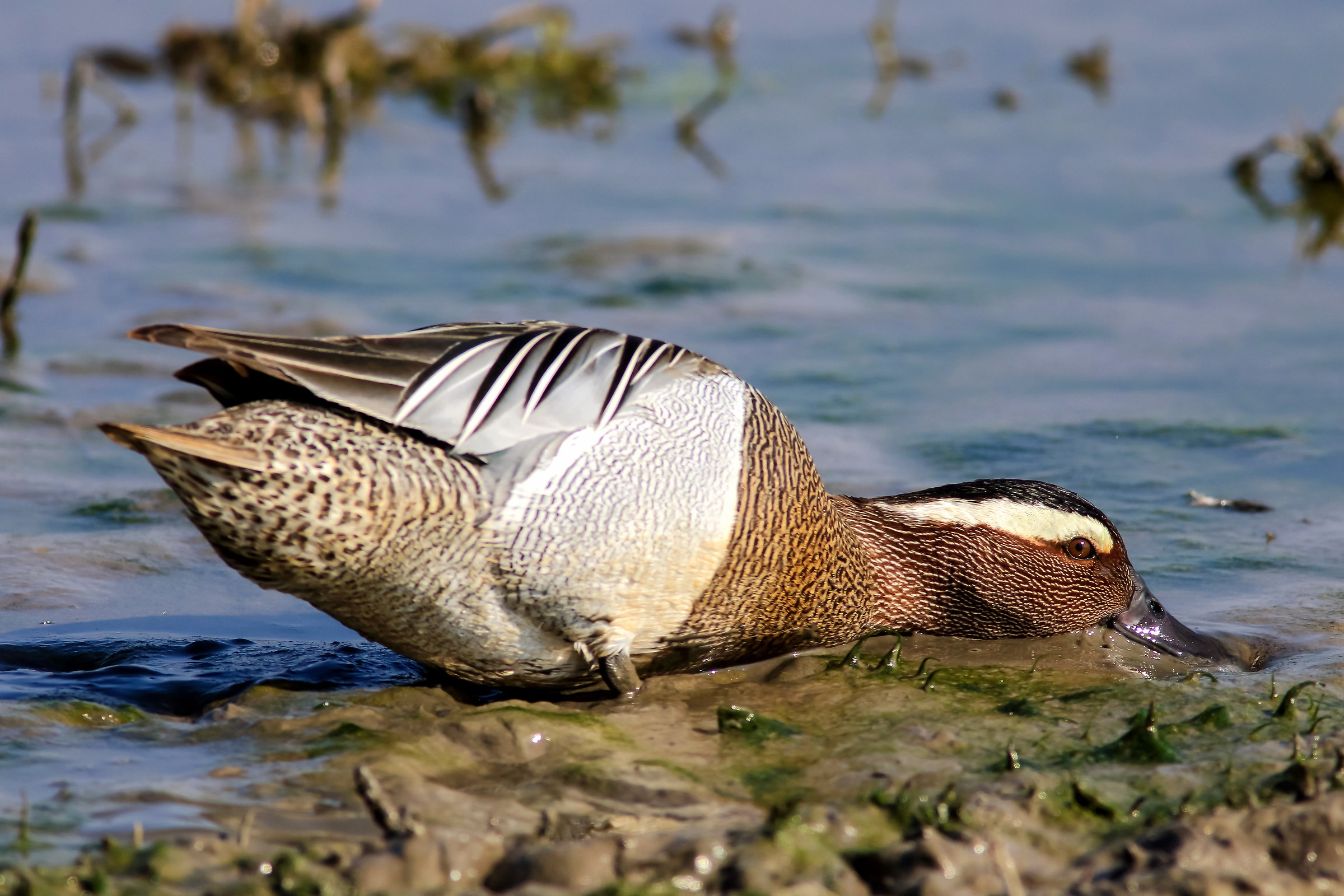 garganey