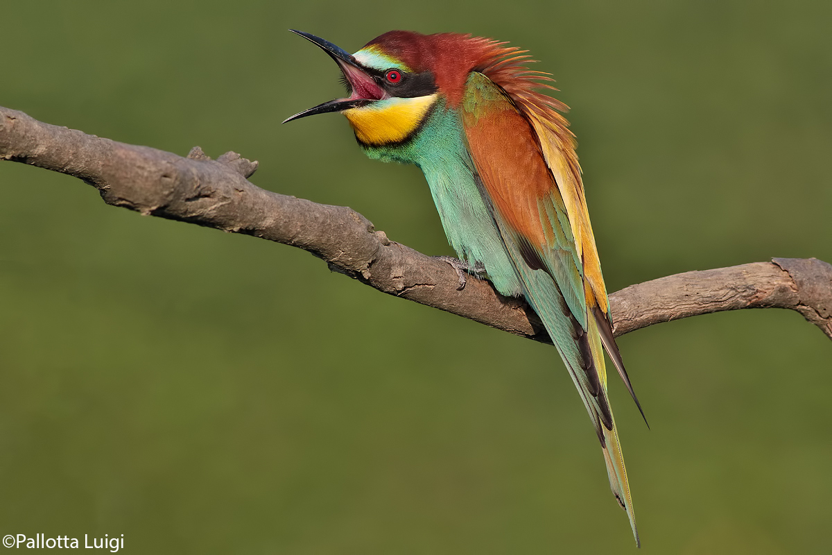 Gruccione(Merops apiaster)