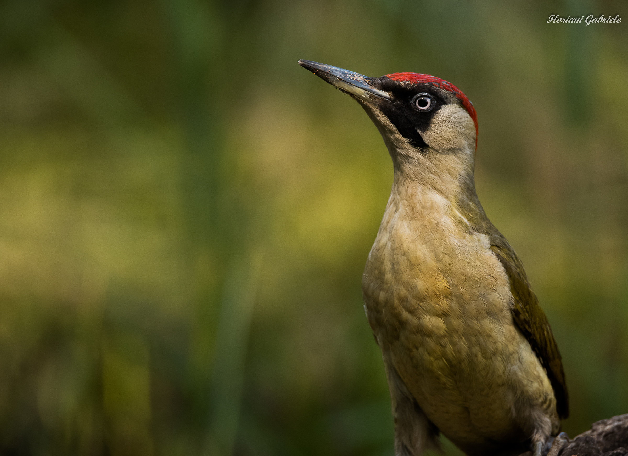 green woodpecker