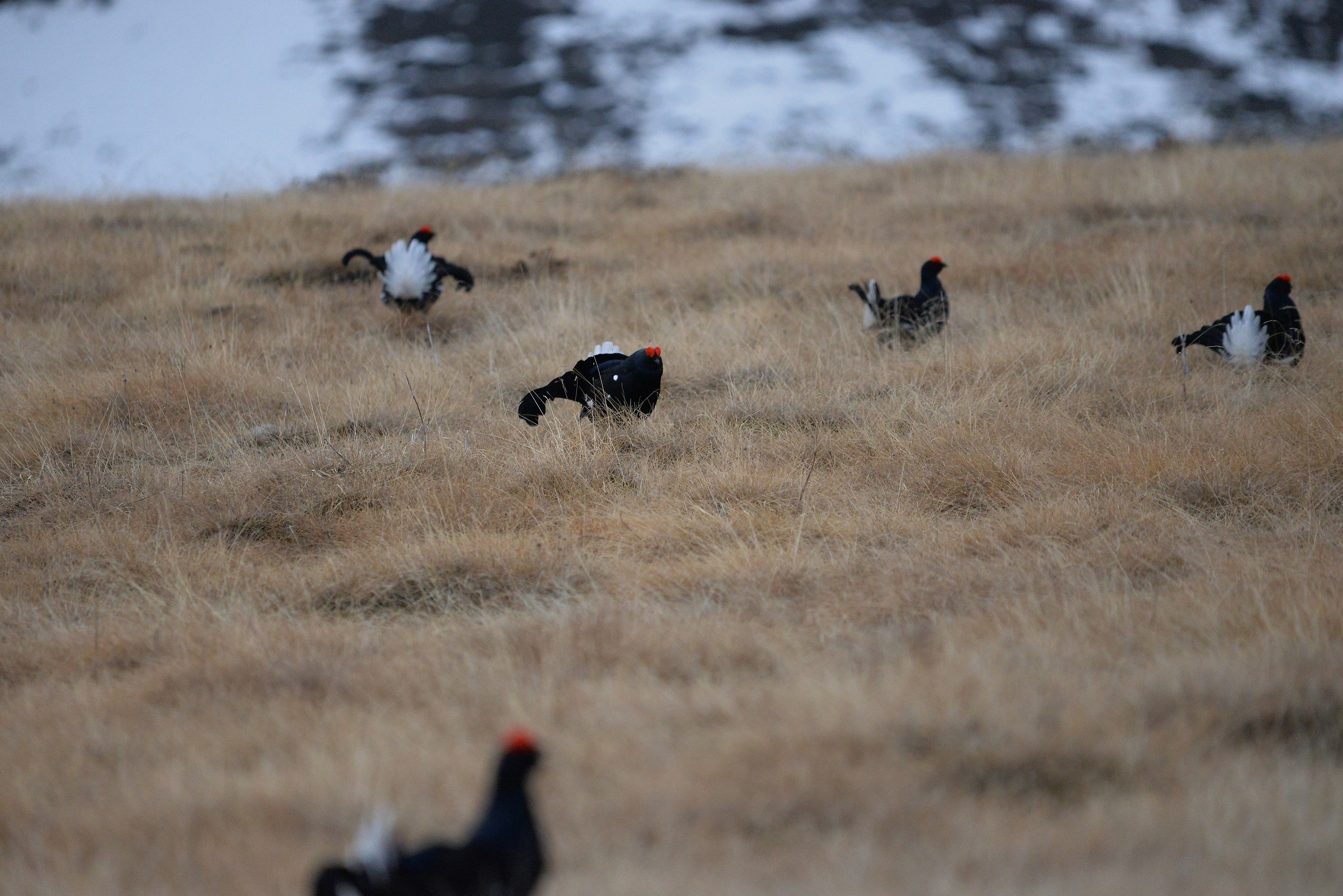 pollaio ad alta quota