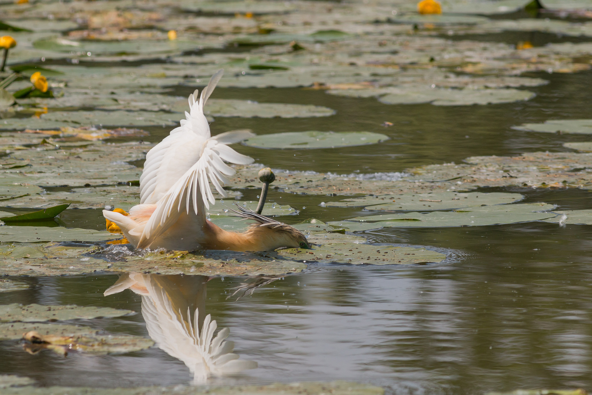 Sgarza Ciuffetto diving