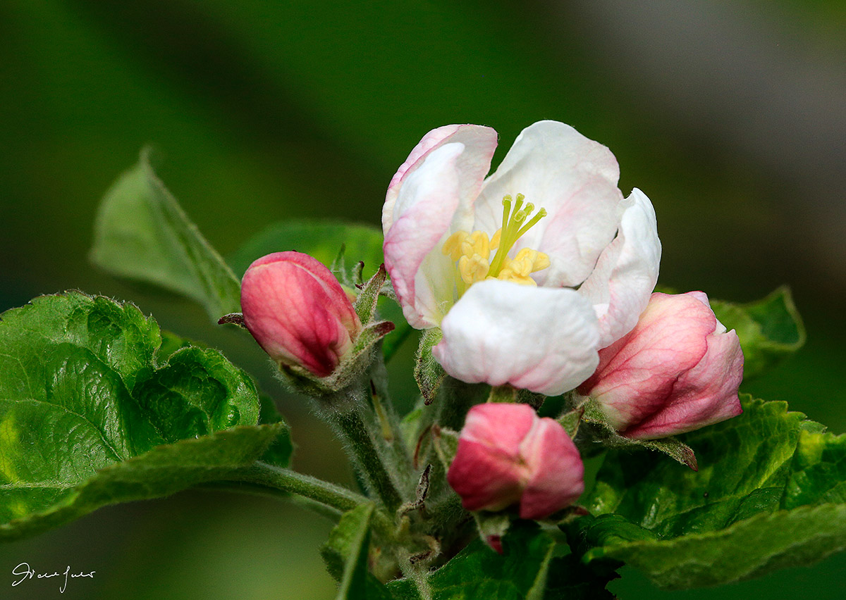Apple Blossom