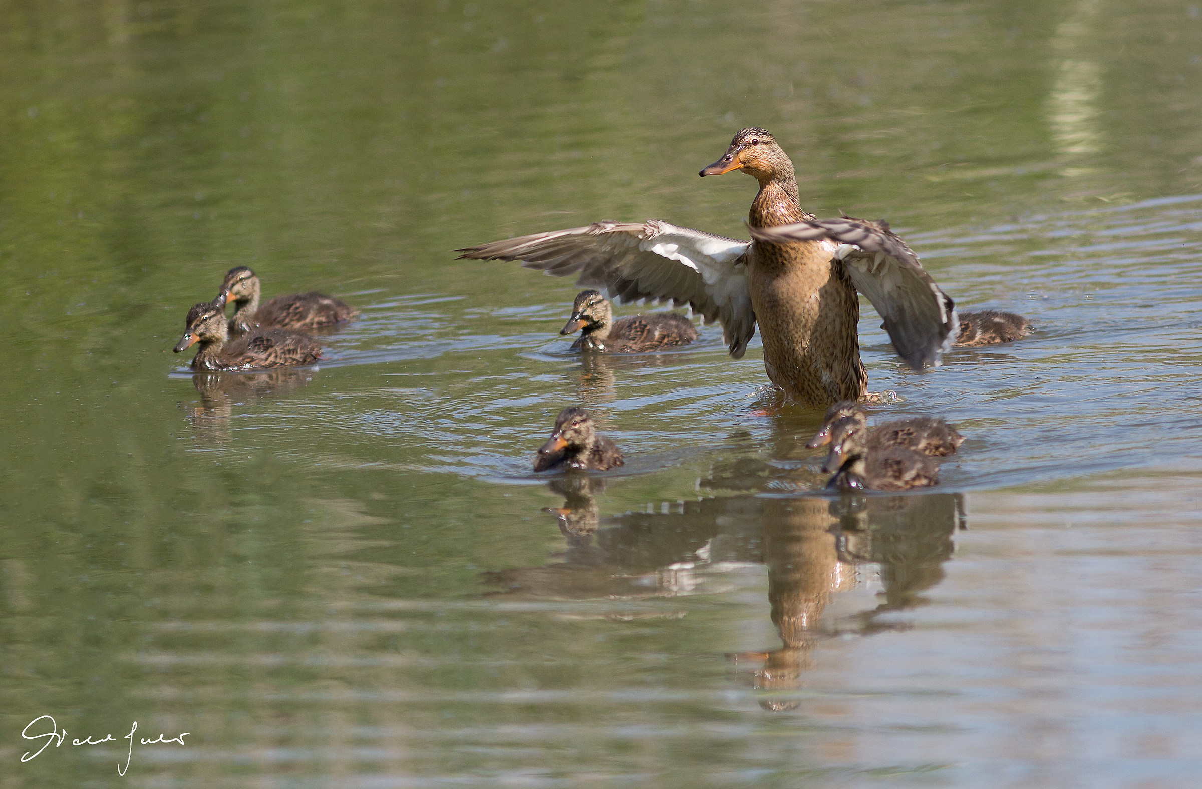 Under the protective wings of the mother