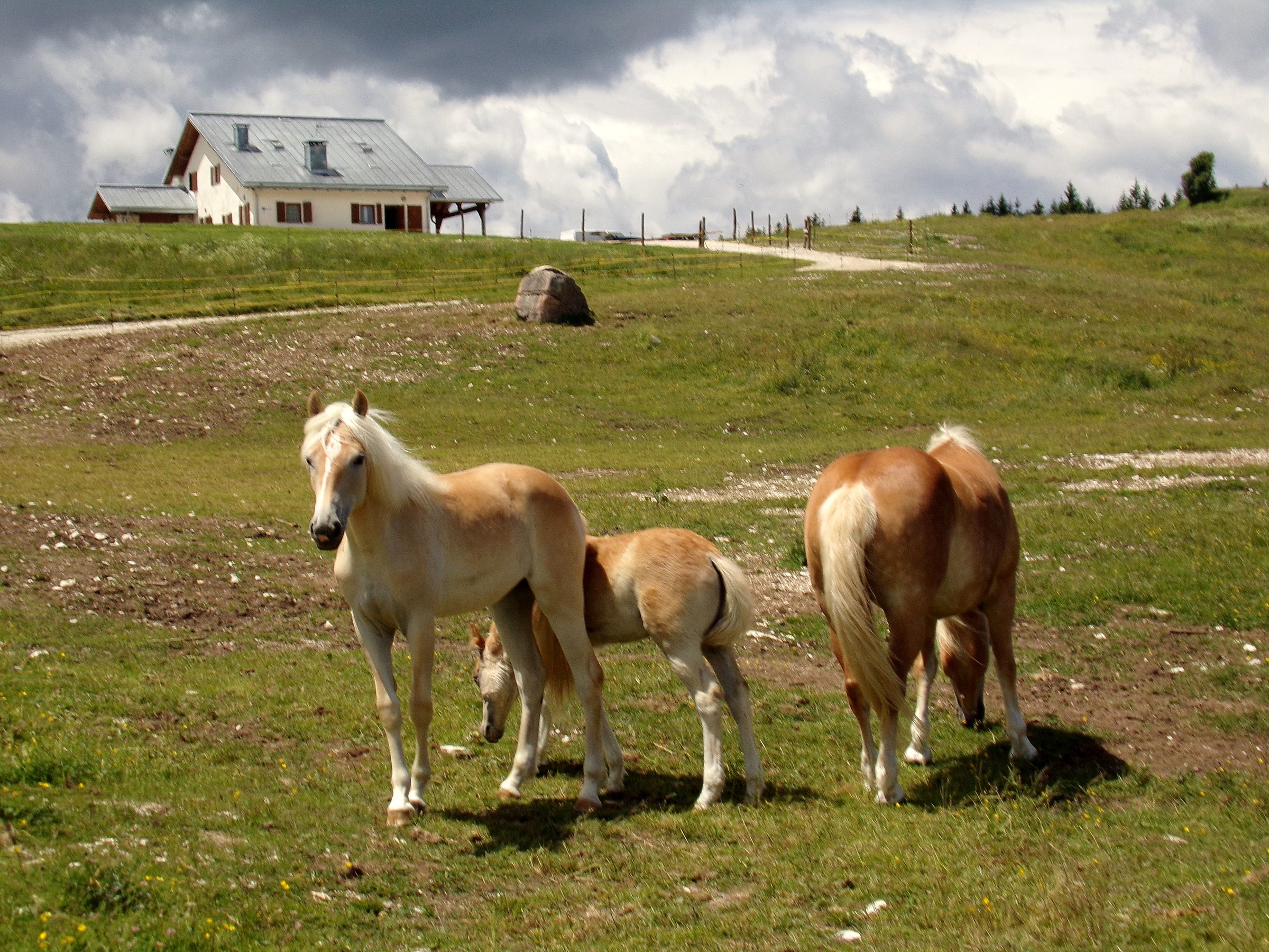 Pascolo sulla piana del Vezzena