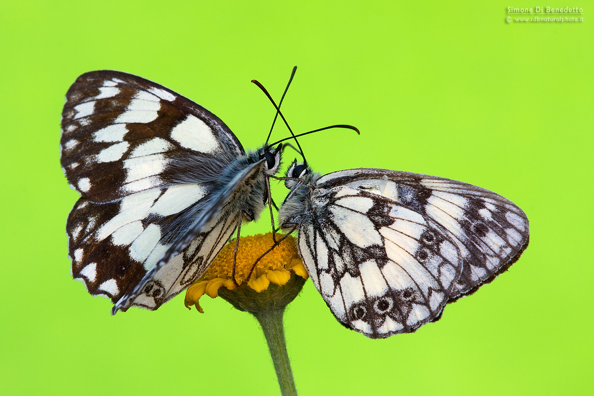 Melanargia galathea