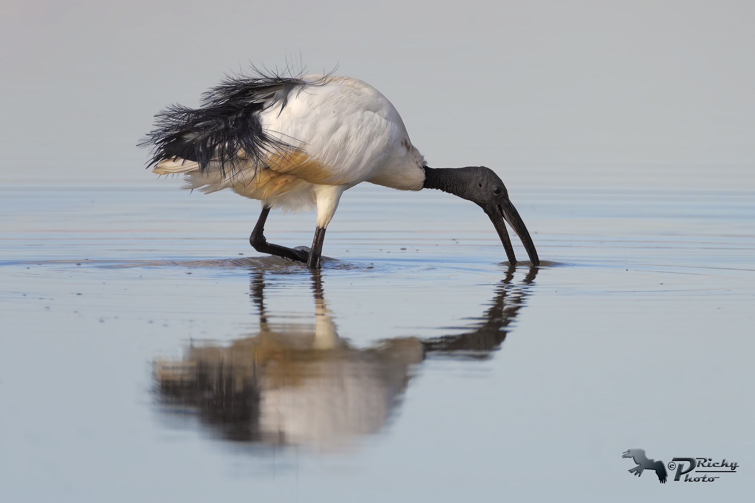 sacred Ibis