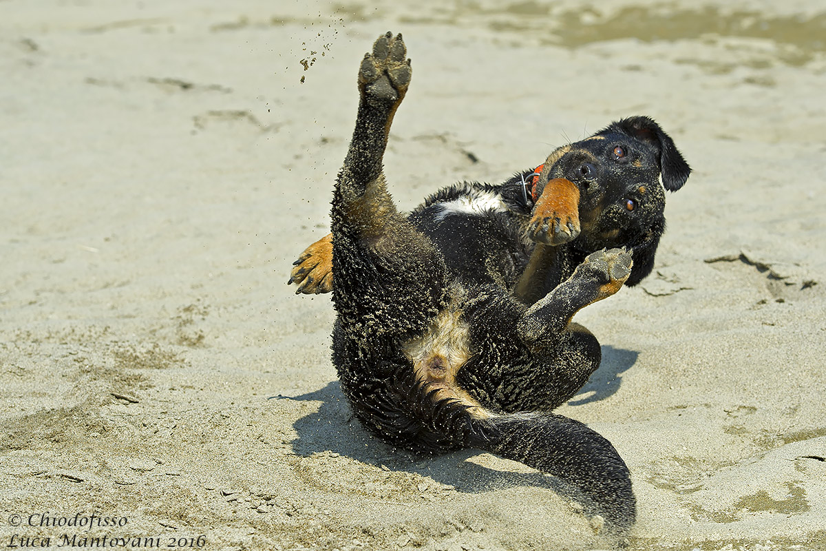 How beautiful rolling around in the sand!
