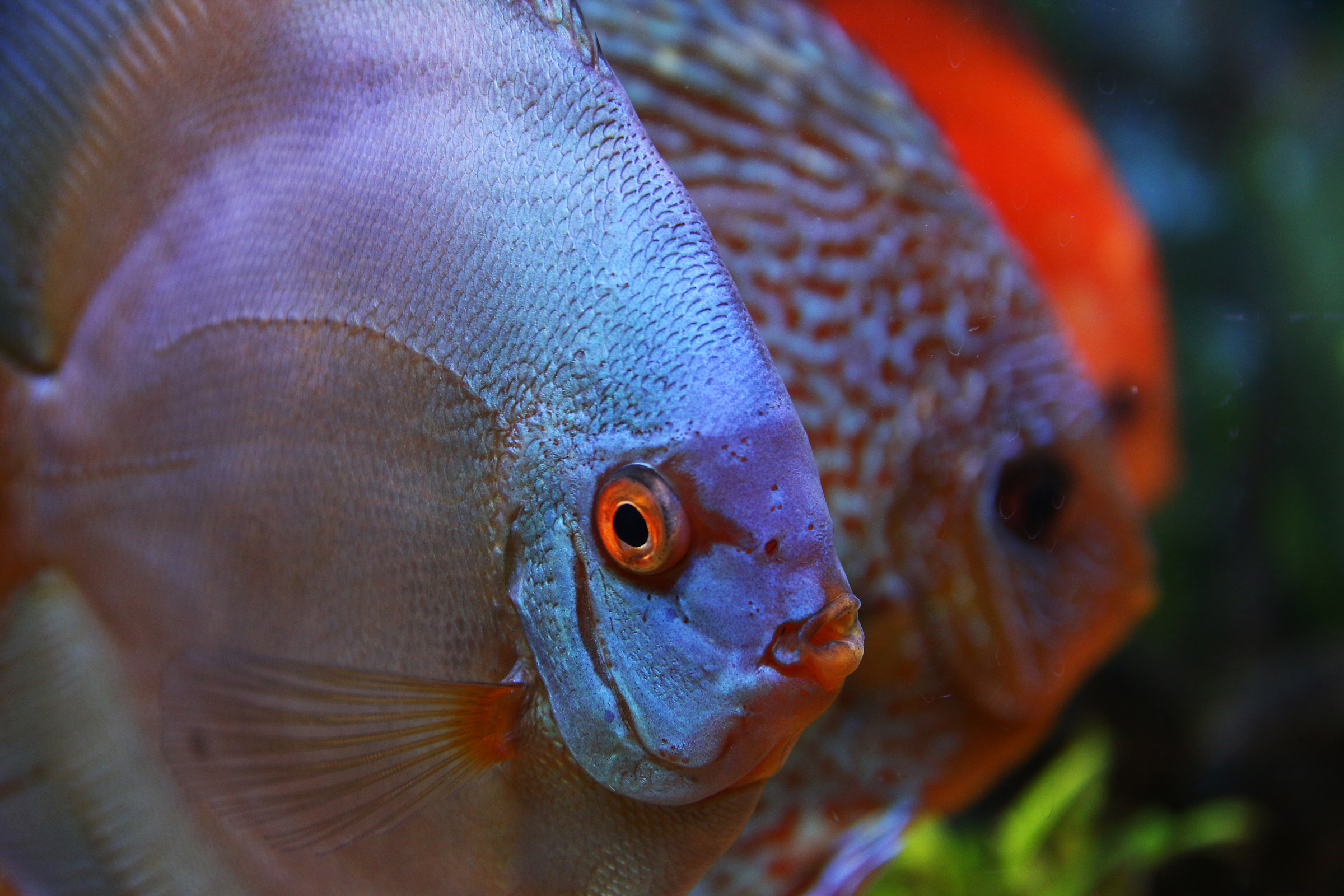 Discus
