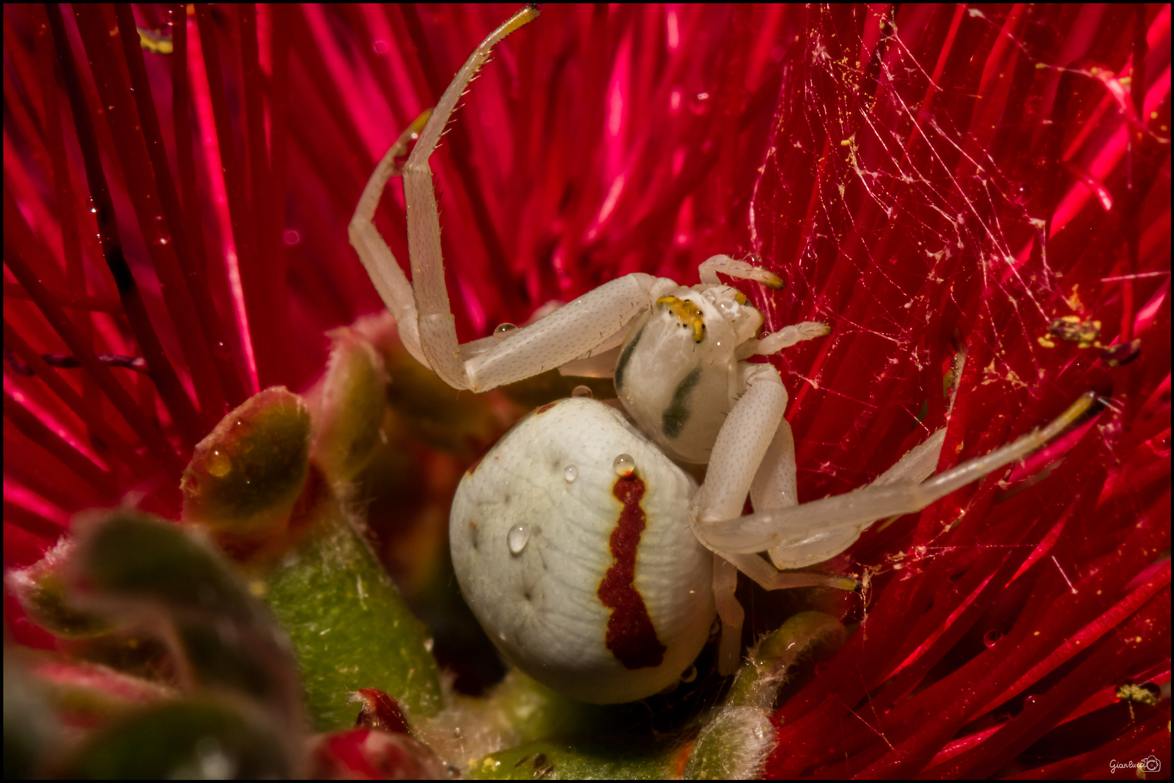 Misumena vatia
