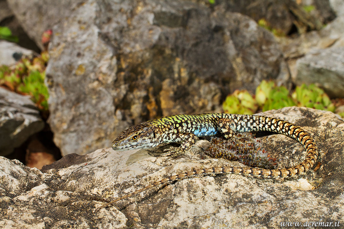 Podarcis muralis