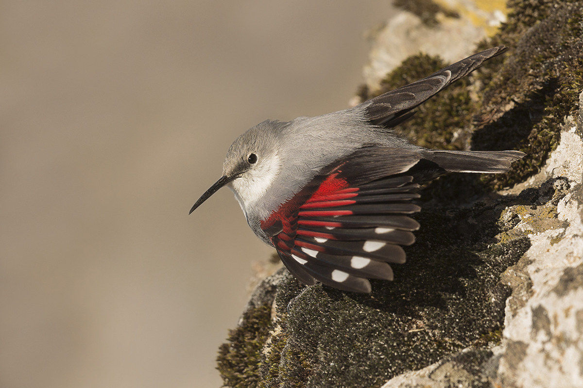 wallcreeper