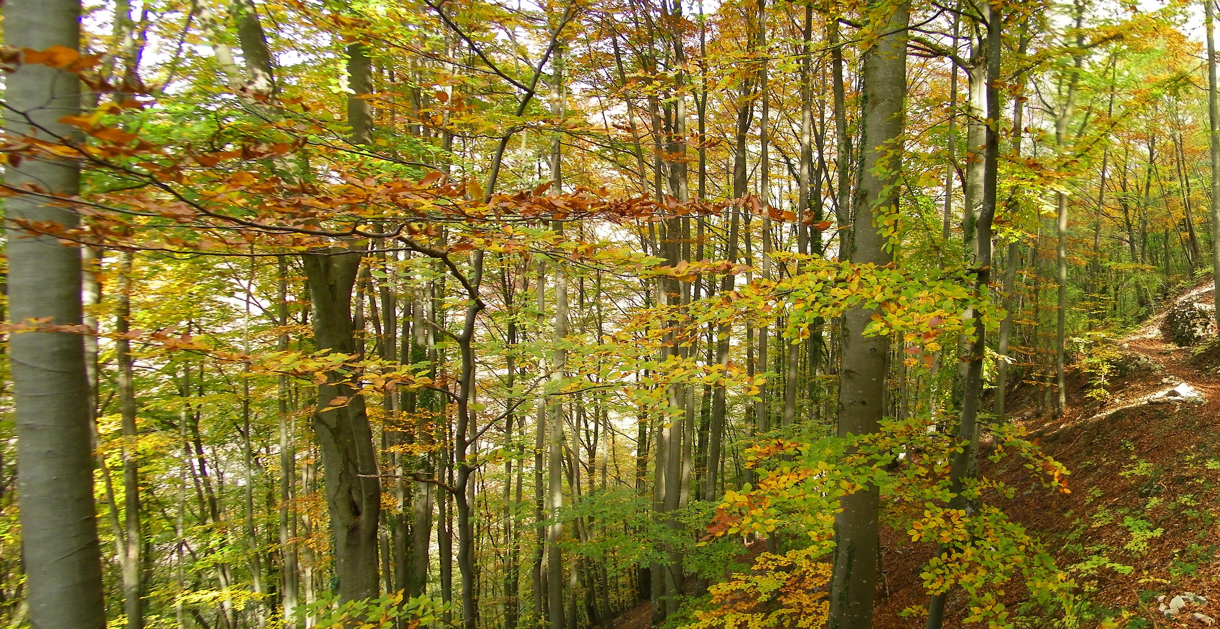 Bosco autunnale di Tonezza del Cimone