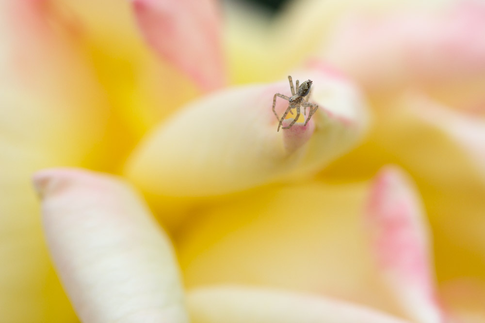 Dancing among the flowers