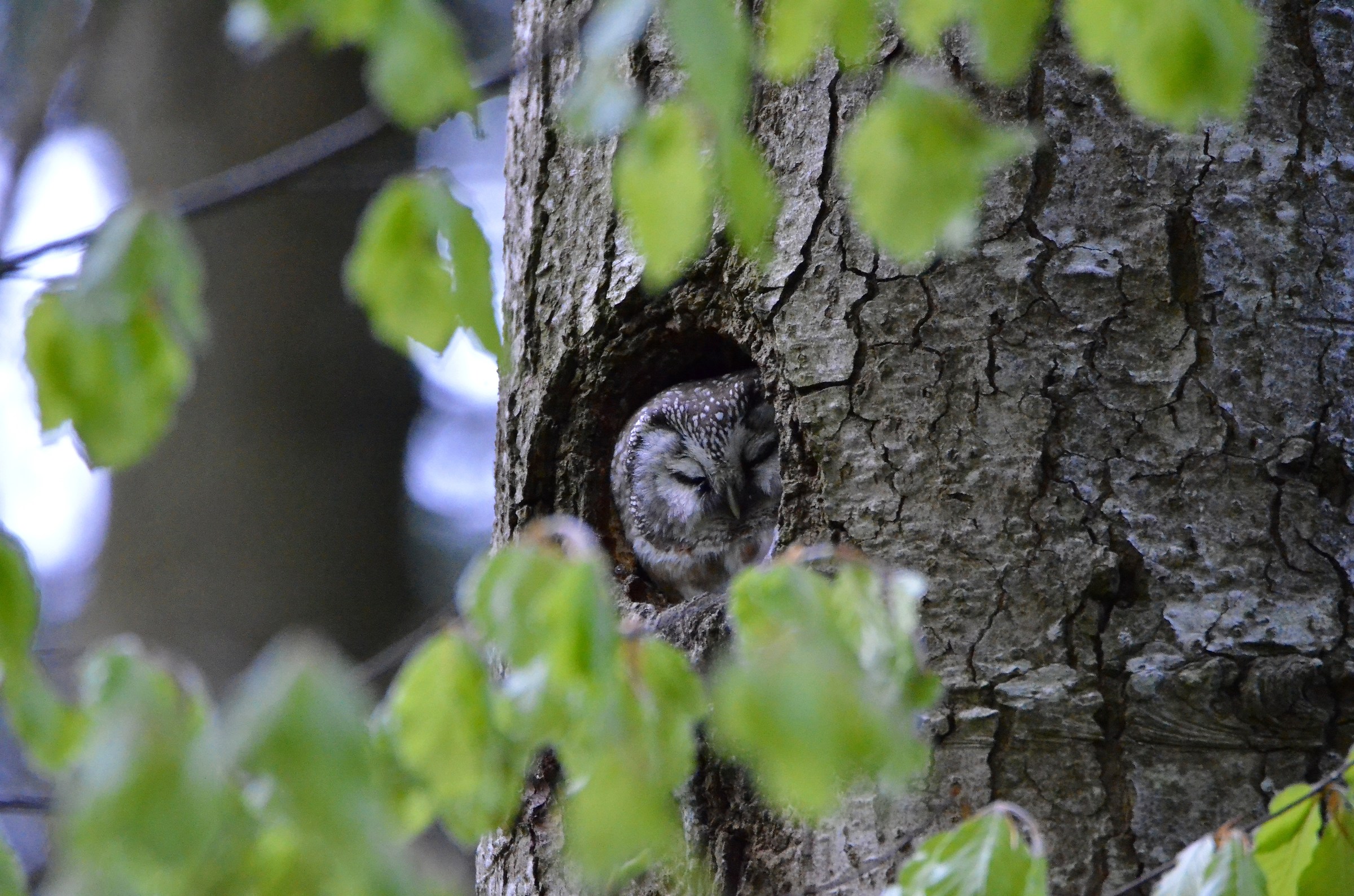Civetta capogrosso a riposo