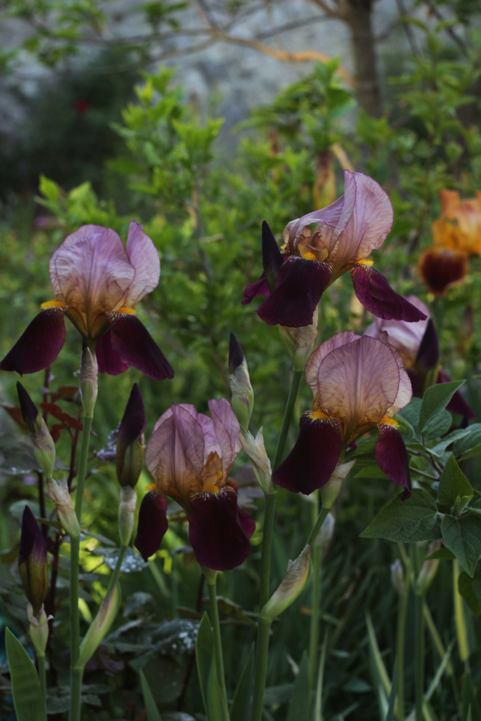 The purple colors ....