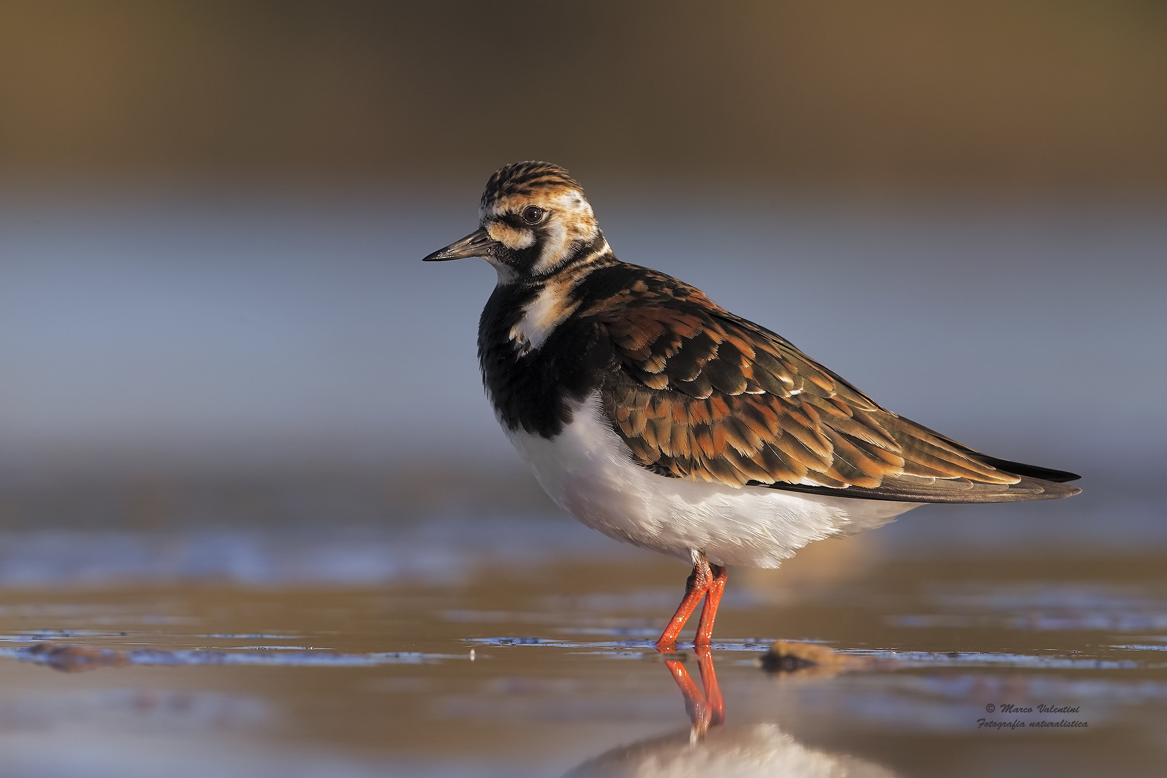 Turnstone 1