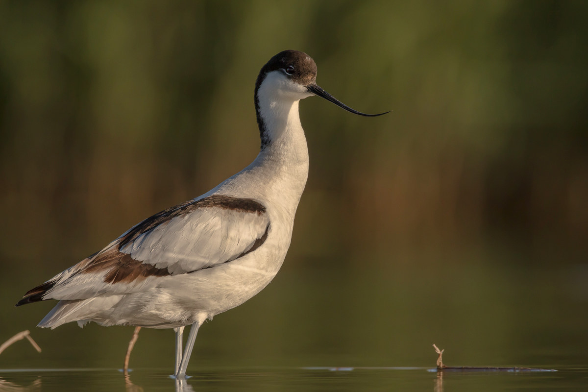 Avocetta