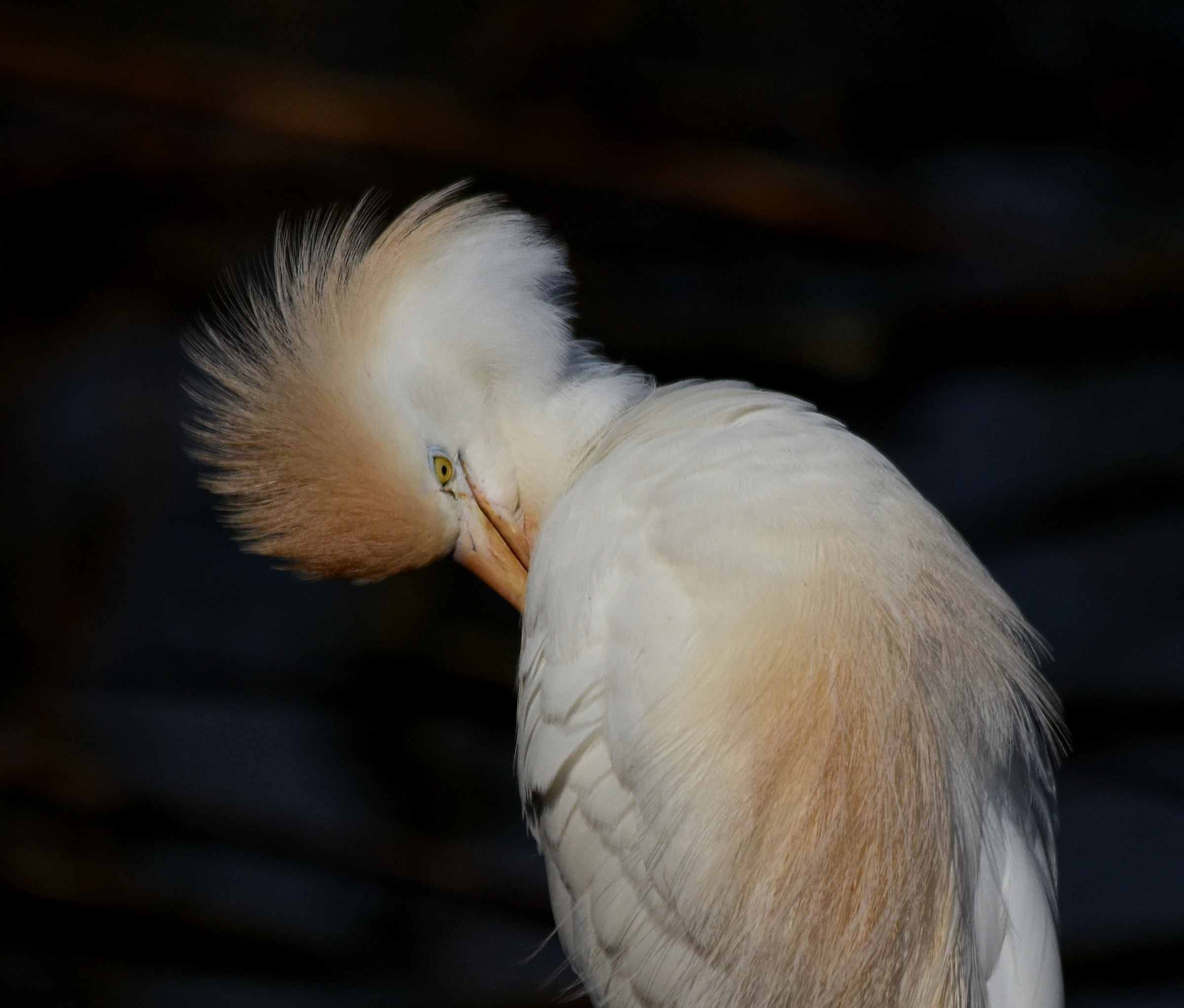 Airone guardabuoi, Nikon d7200, sigma 150/500