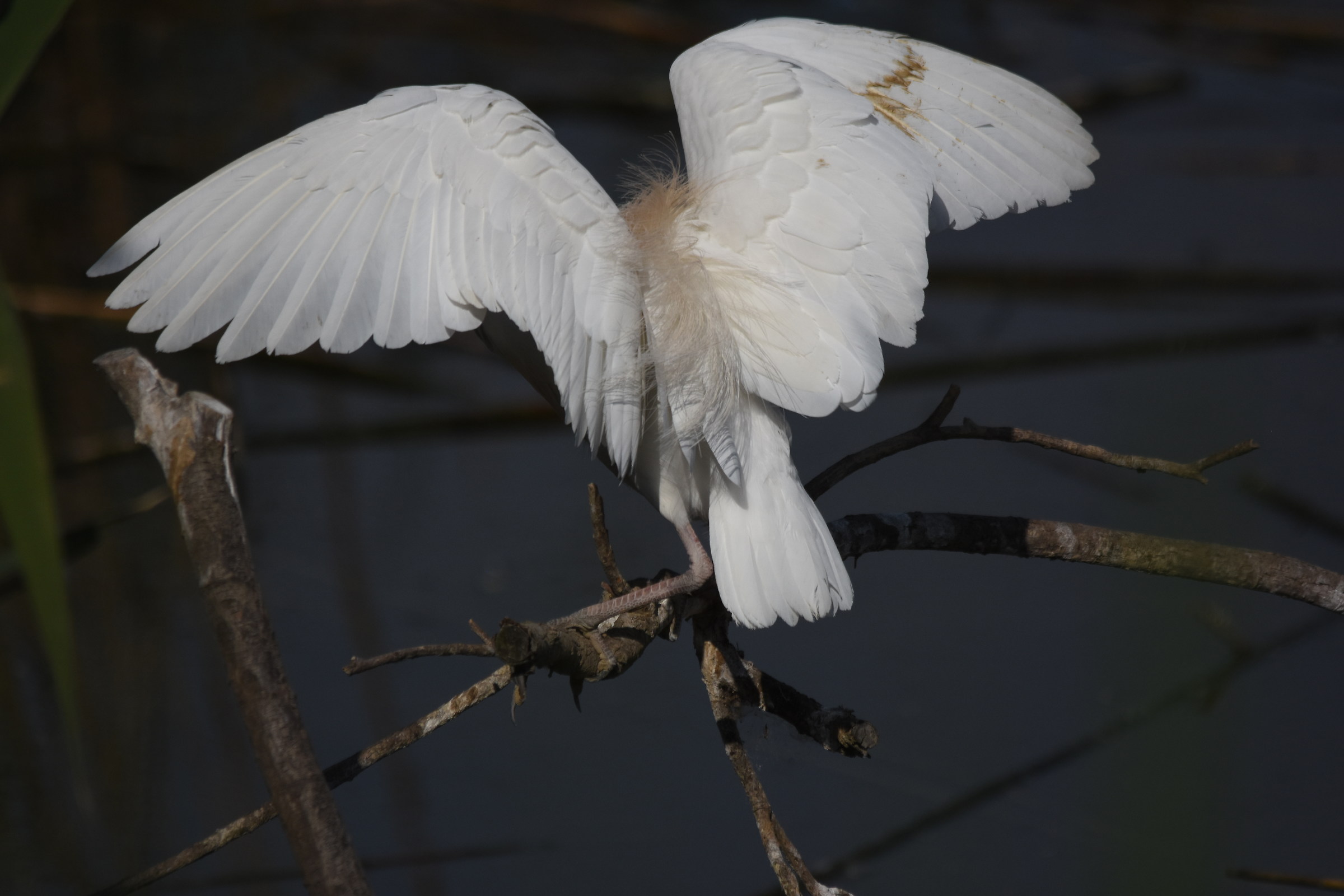 Airone guardabuoi, Nikon d7200, sigma 150/500