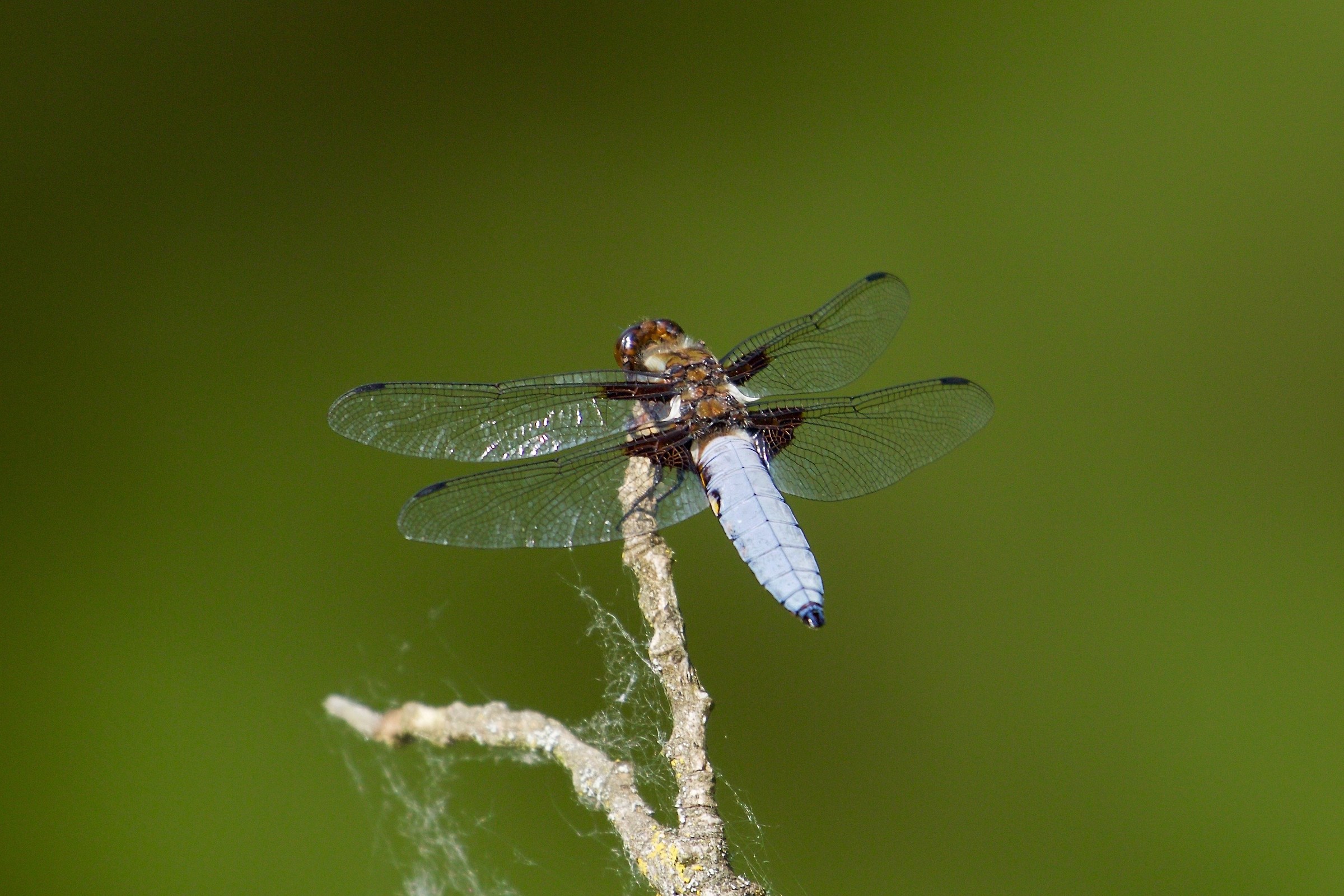 Libellula depressa Linnaeus