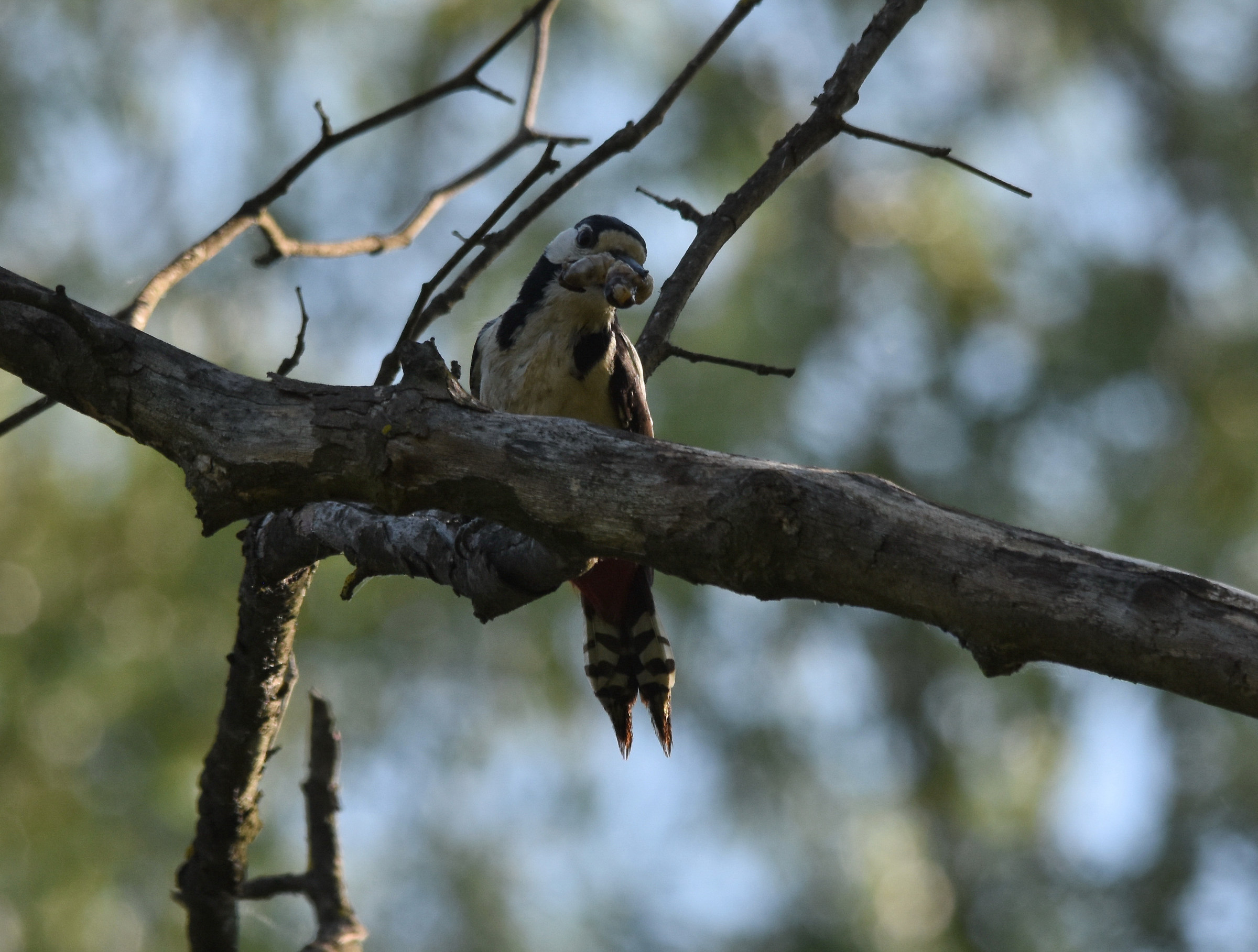 Picchio rosso maggiore