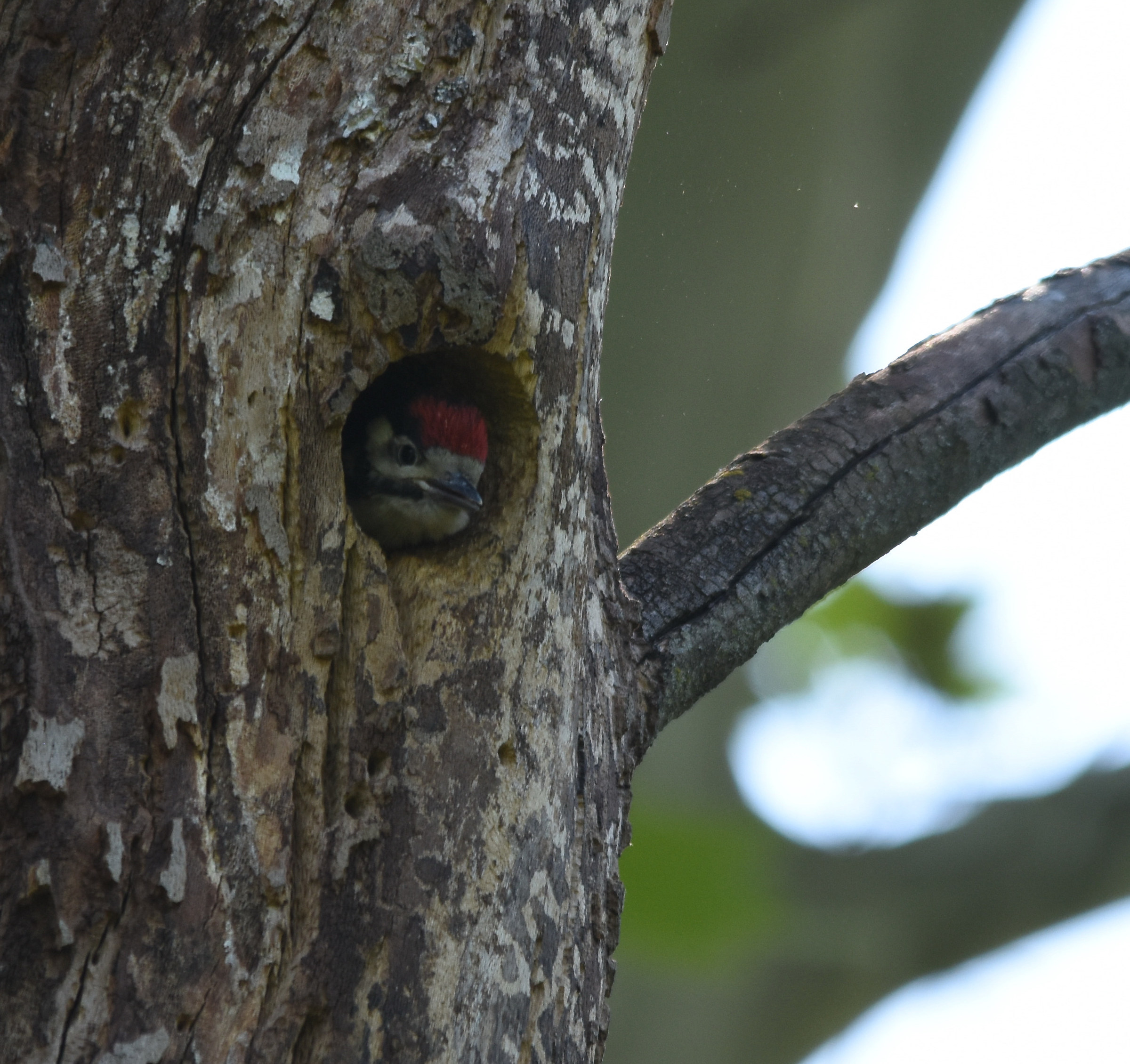 Picchio rosso maggiore