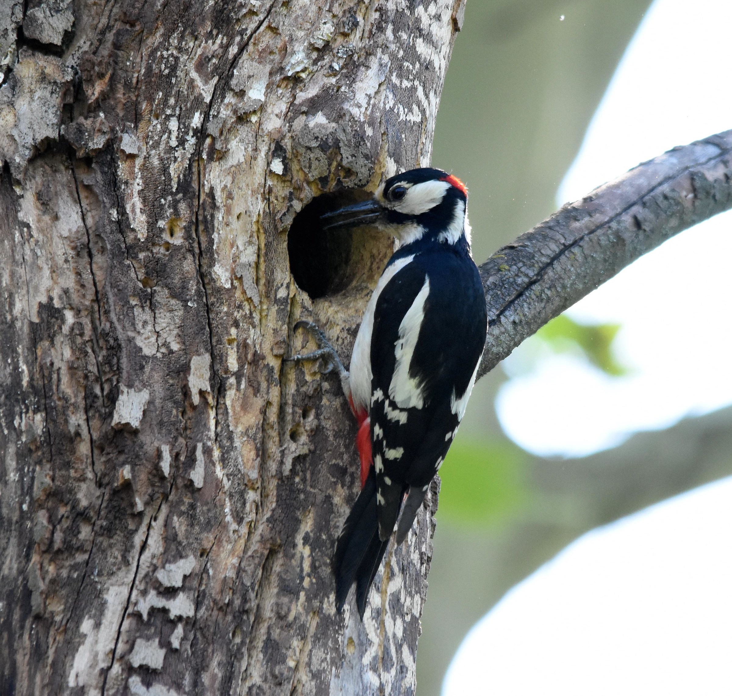 Picchio rosso maggiore