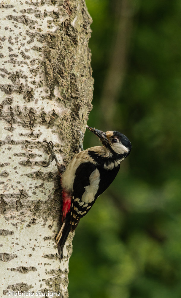 maggiore_femminuccia woodpecker