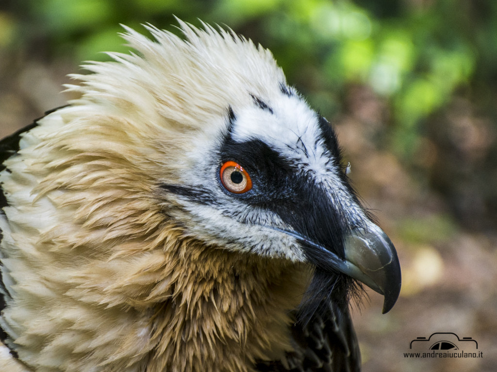 Bearded Vulture