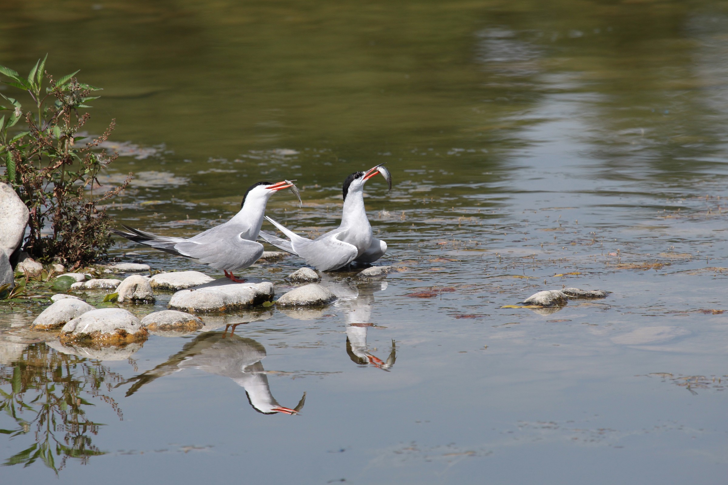 Il Pranzo è Servito