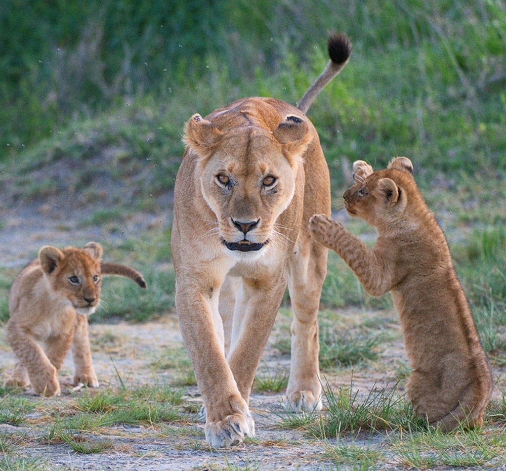 Hello mom! - Tanzania Ndutu