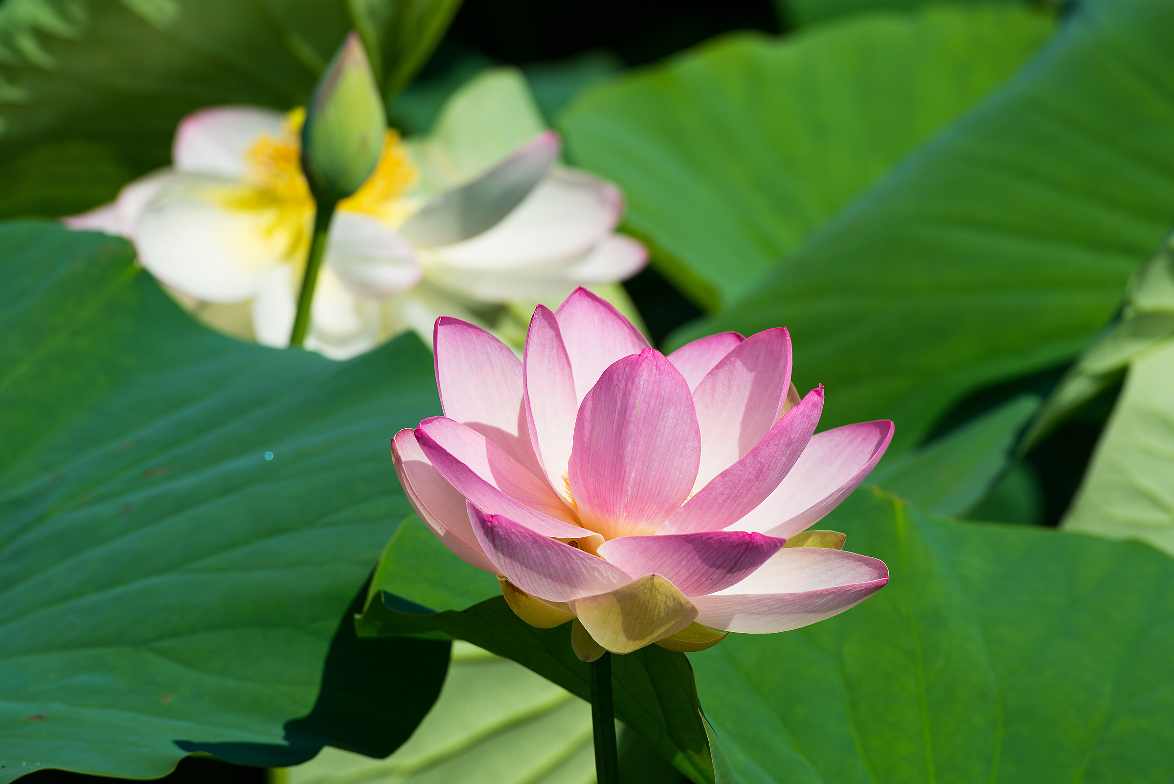 Lotus flower