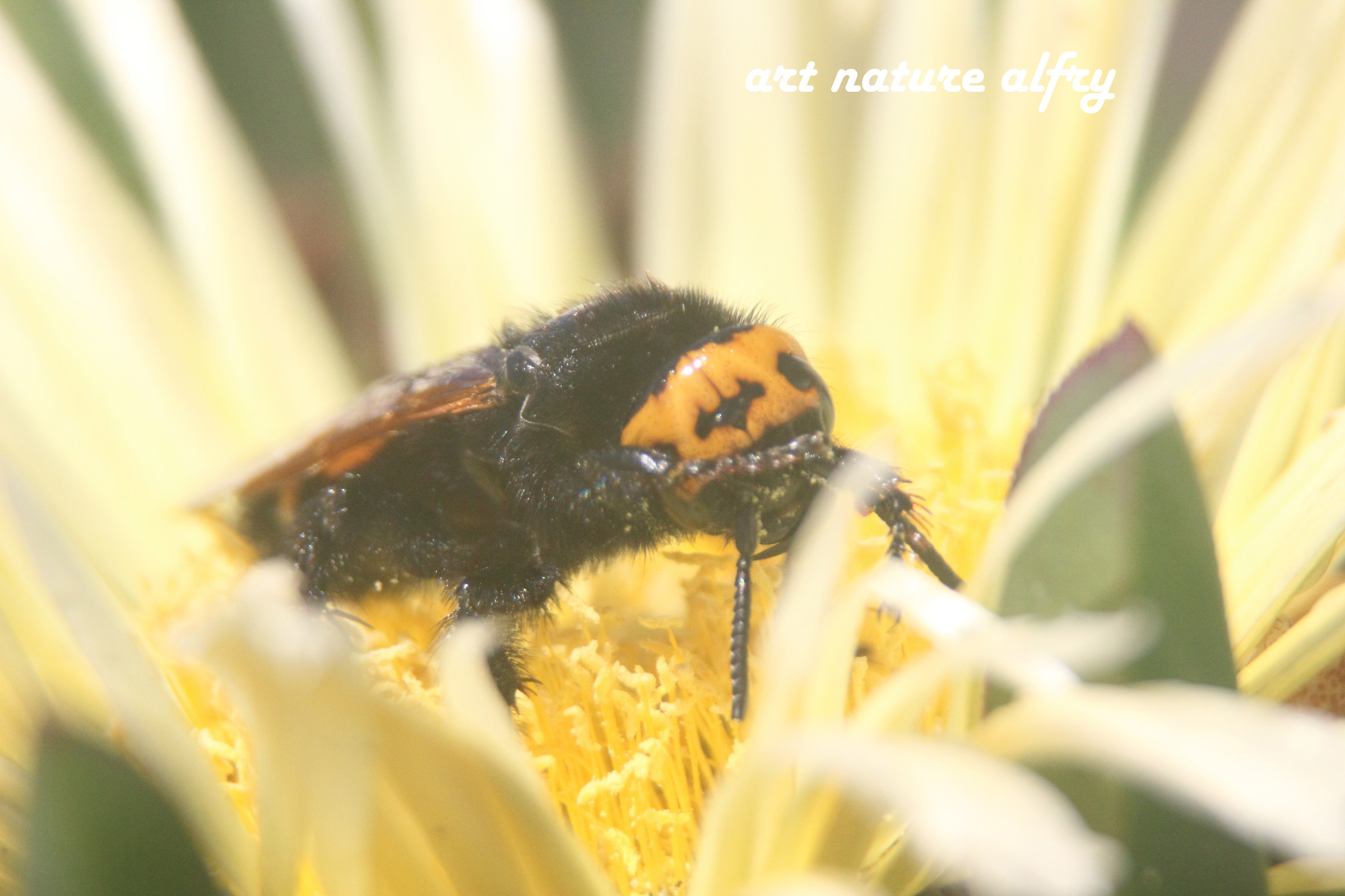 Vespa mandarinia on the Capocotta