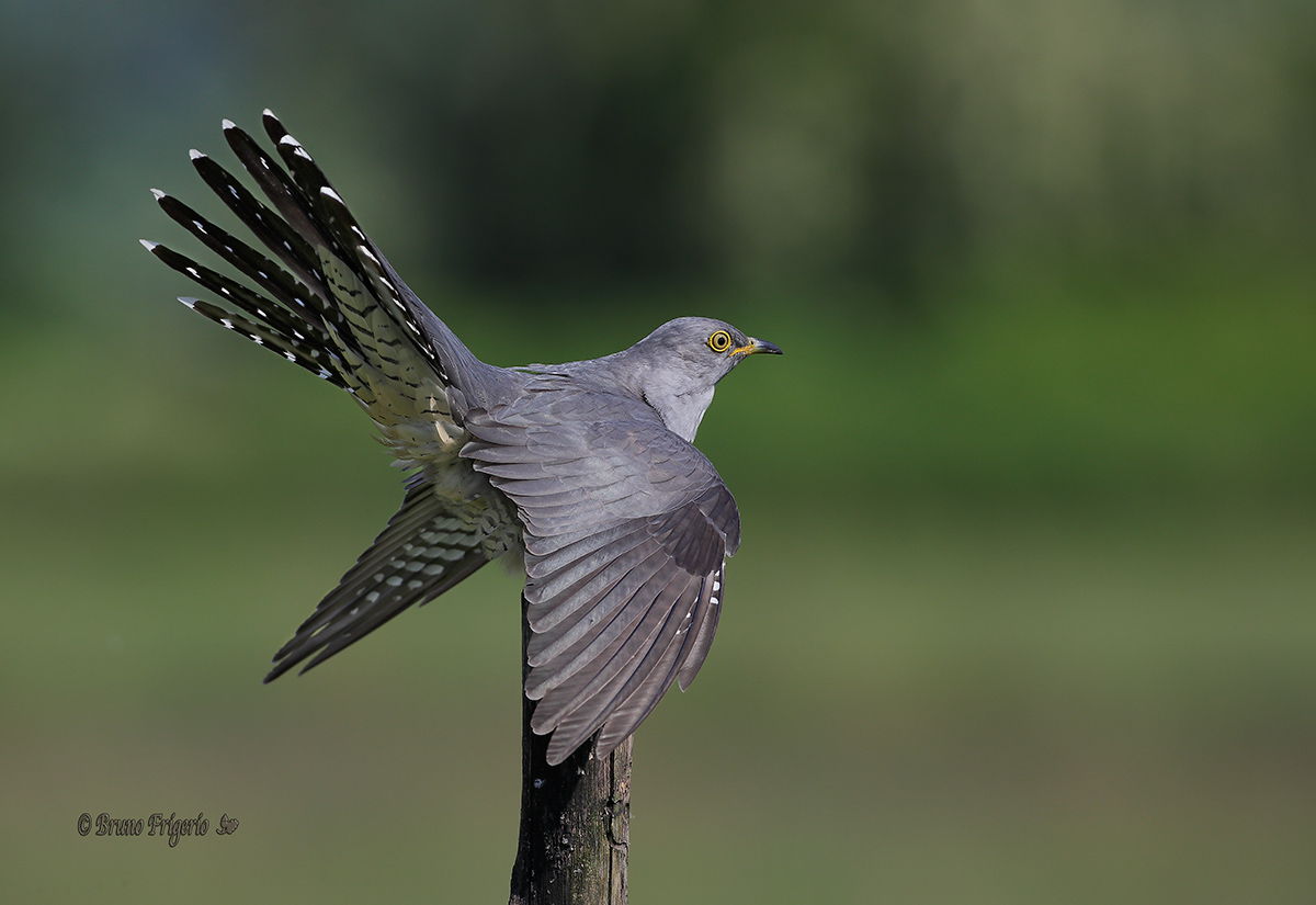 the b-side of the cuckoo