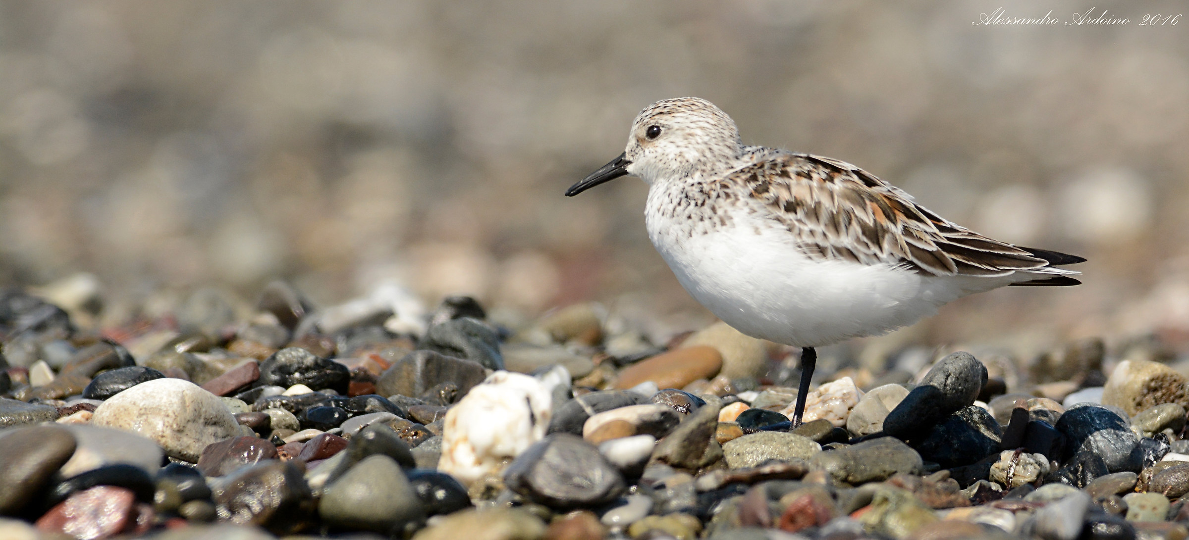 Sanderling