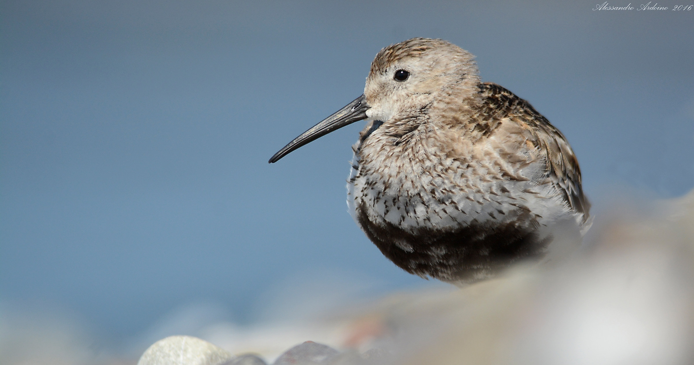 Dunlin